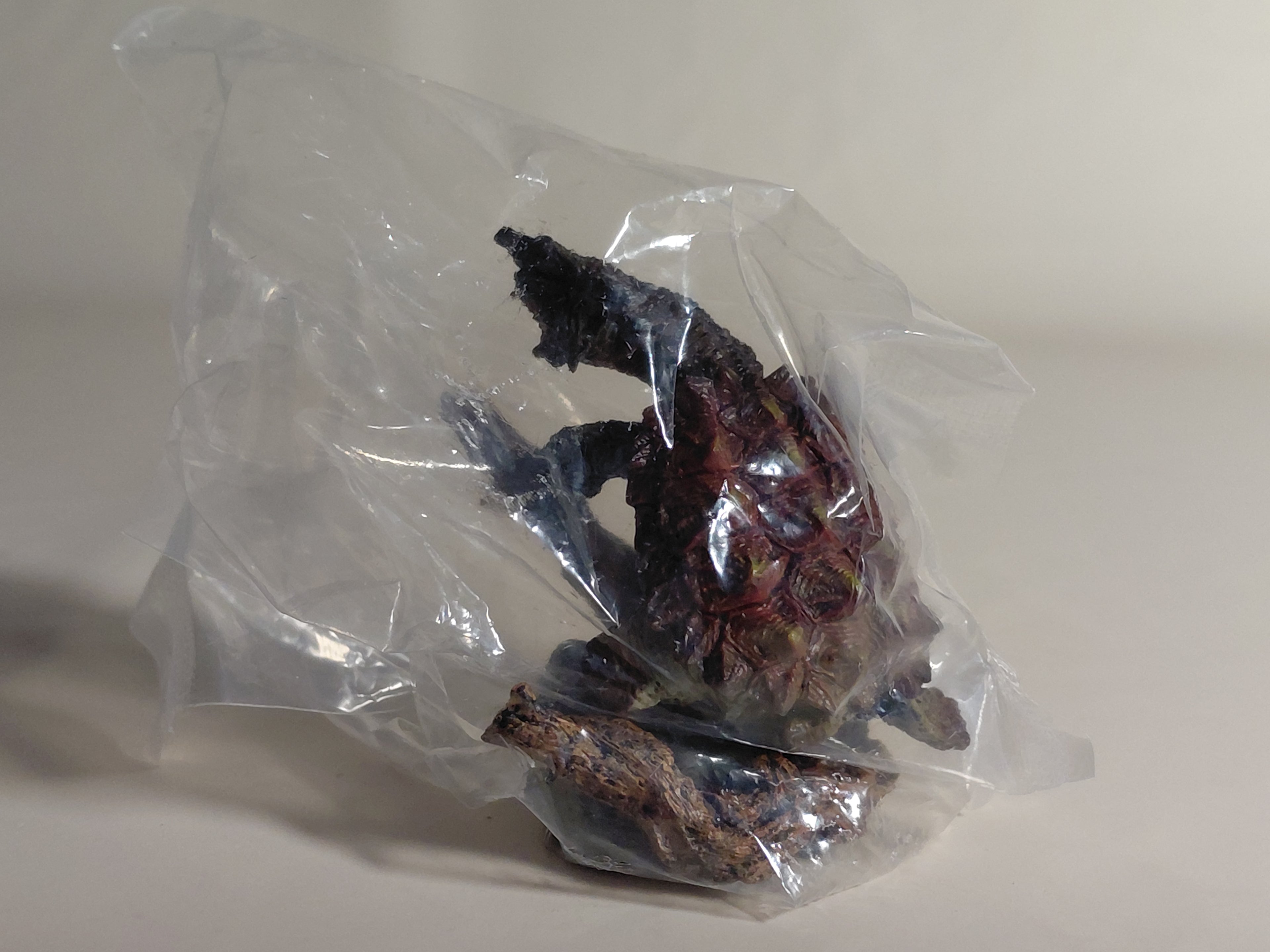 Encyclopedia of Living Things Mini Collection Turtle 01 Matamata BANDAI