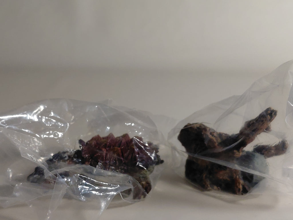Encyclopedia of Living Things Mini Collection Turtle 01 Matamata BANDAI