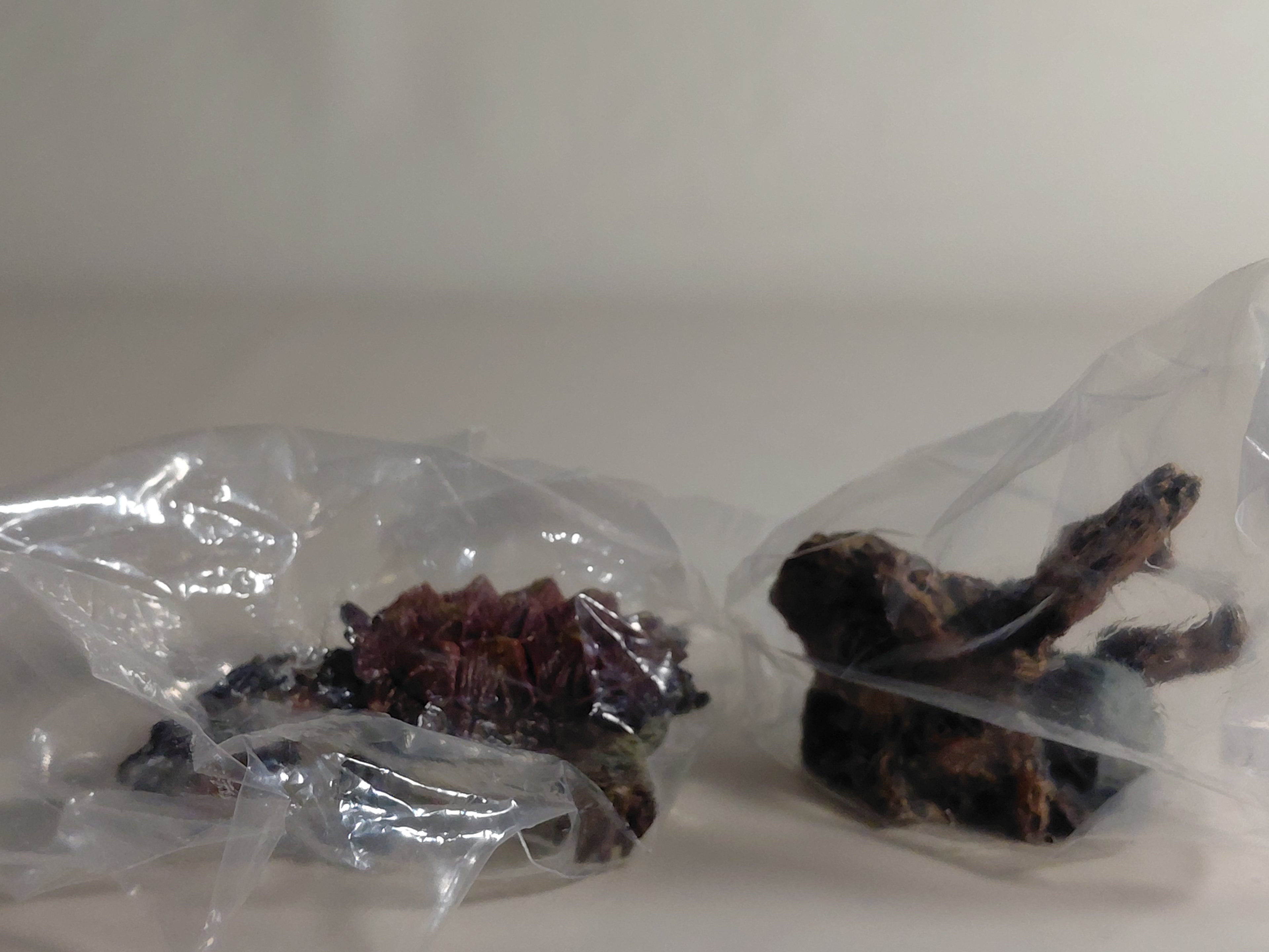 Encyclopedia of Living Things Mini Collection Turtle 01 Matamata BANDAI