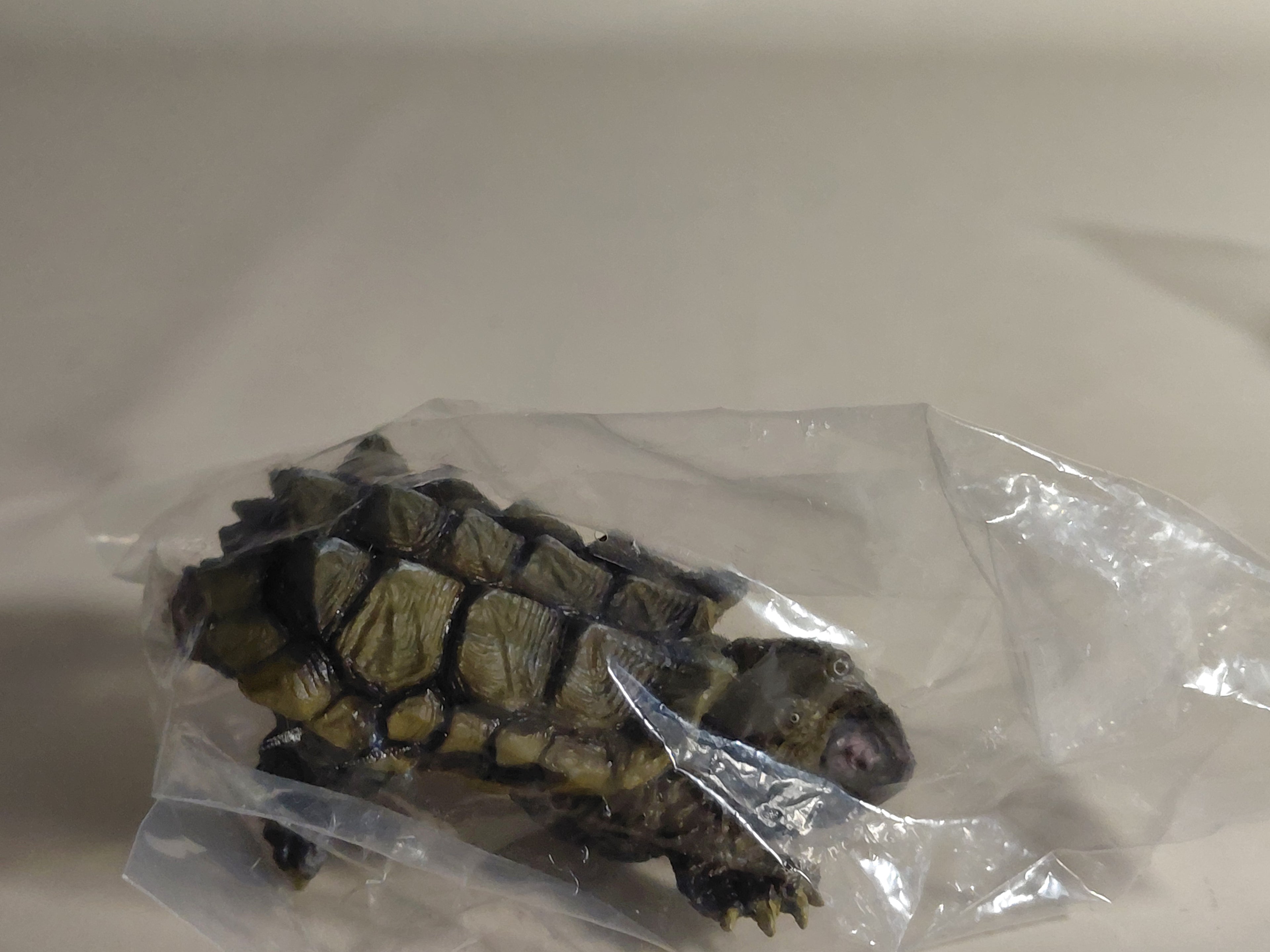 Encyclopedia of Living Things Mini Collection Alligator snapping turtle