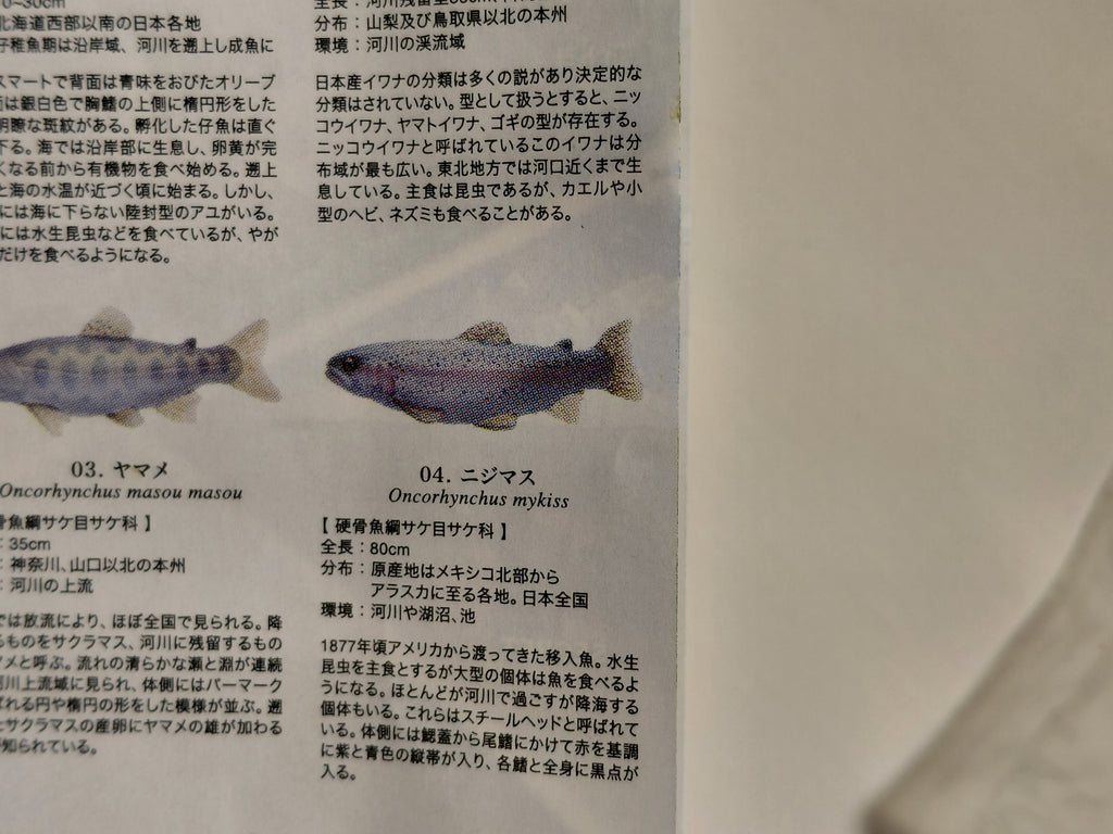 Freshwater Fish Encyclopedia Rainbow Trout Fish SP Secret Figure B
