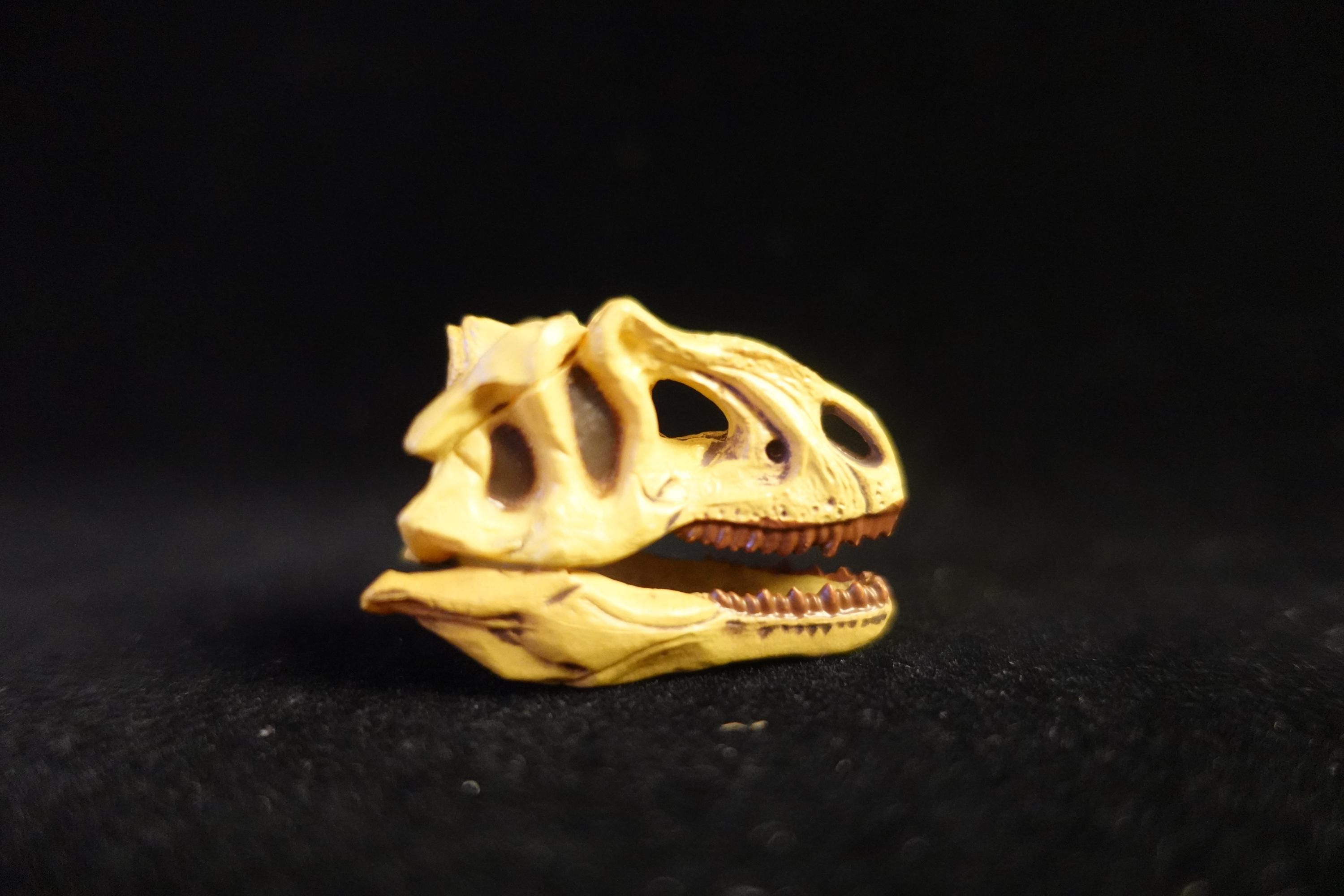 Kaiyodo UHA Dinotales Series 2 Allosaurus Skull