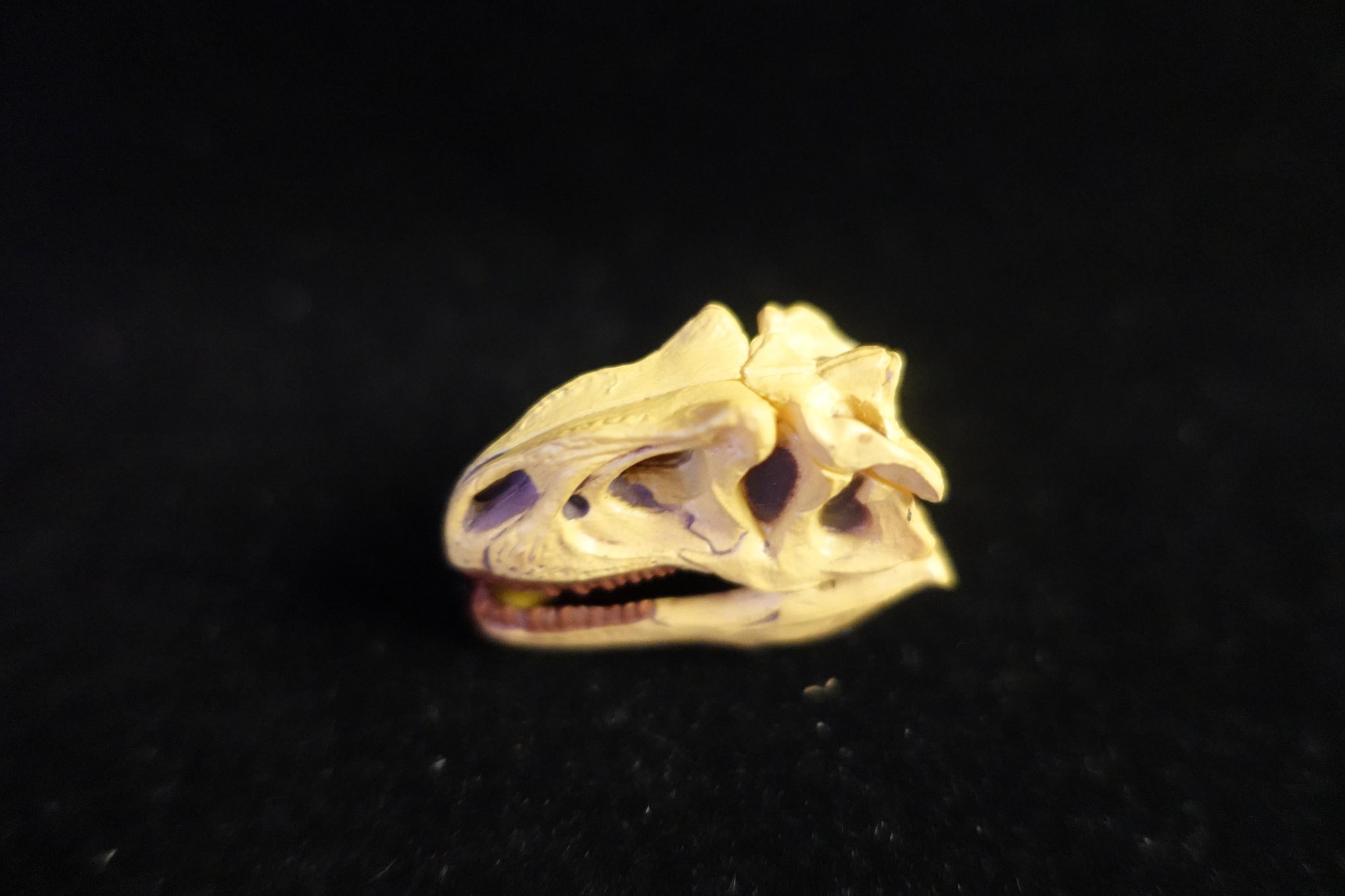 Kaiyodo UHA Dinotales Series 2 Allosaurus Skull