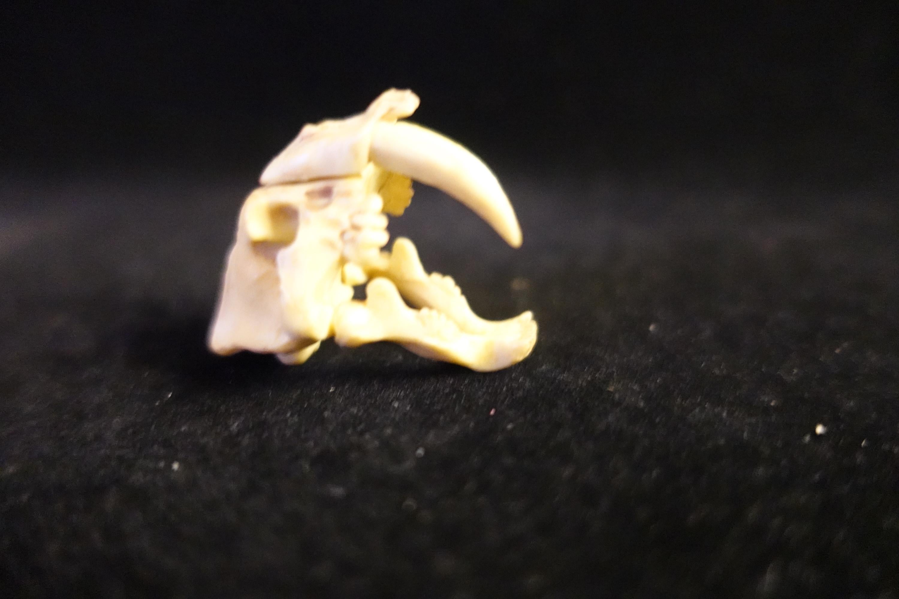 Kaiyodo UHA Dinotales Series 2 Smilodon Skull