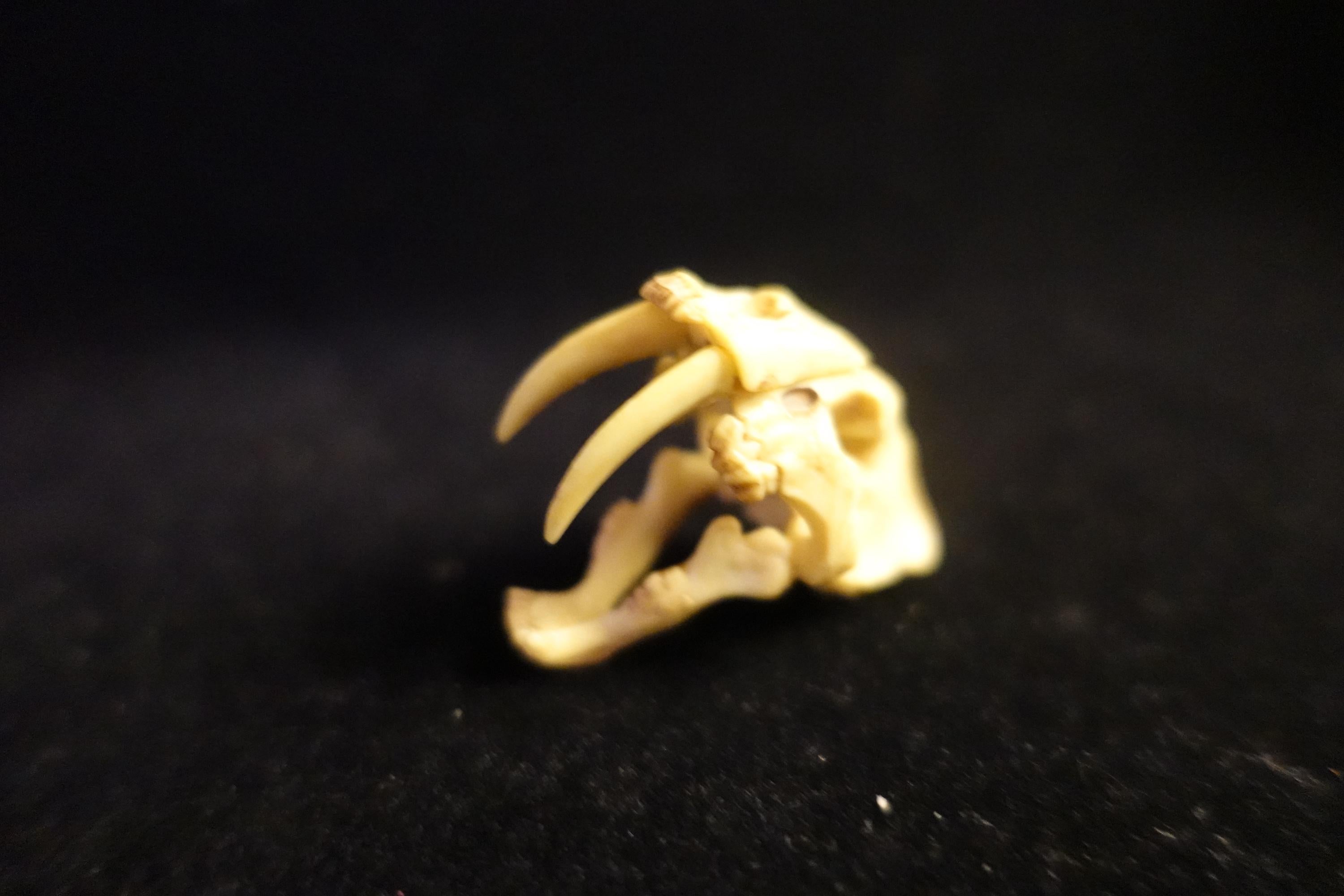 Kaiyodo UHA Dinotales Series 2 Smilodon Skull