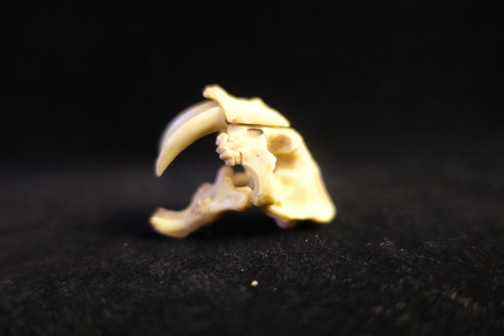Kaiyodo UHA Dinotales Series 2 Smilodon Skull