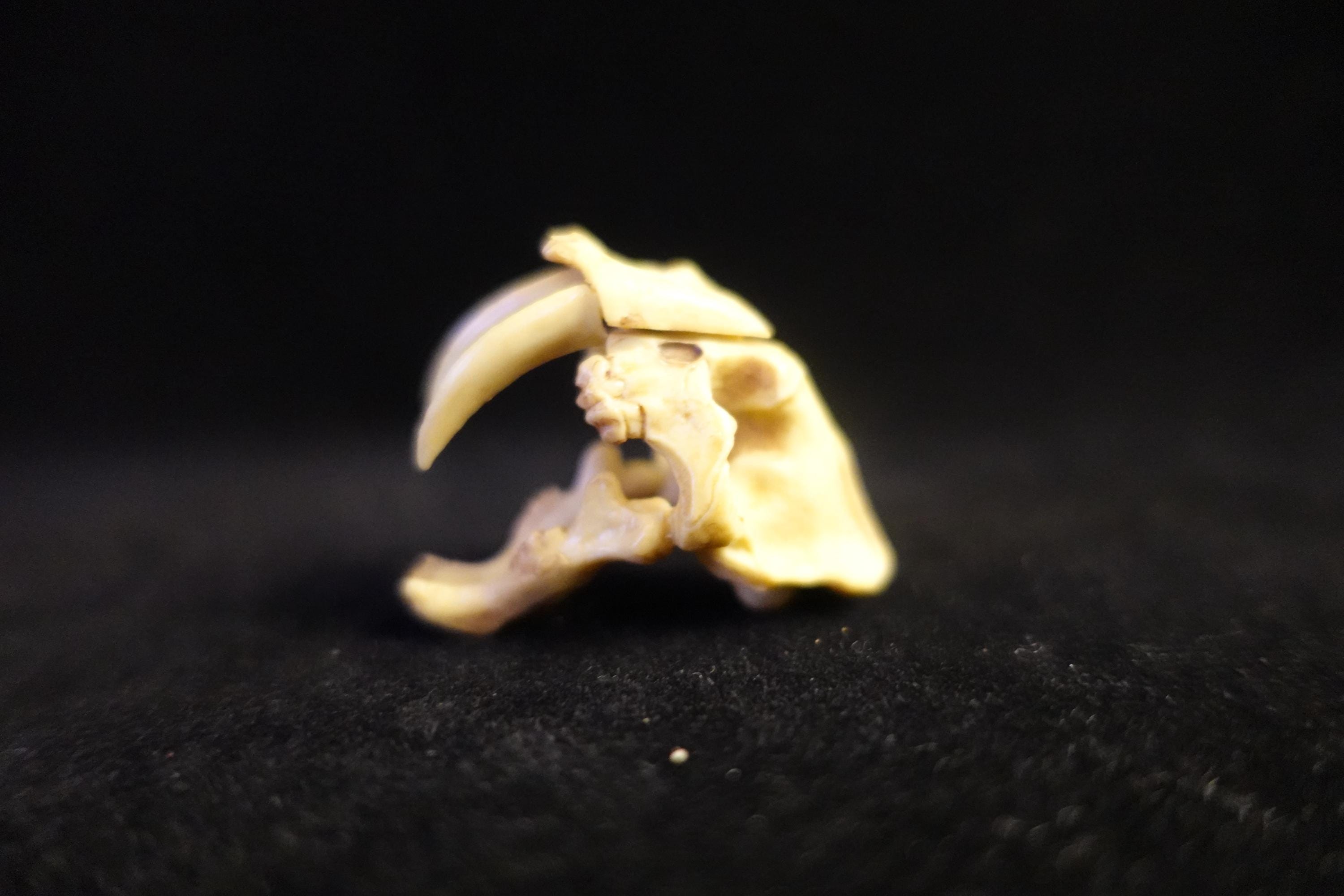Kaiyodo UHA Dinotales Series 2 Smilodon Skull