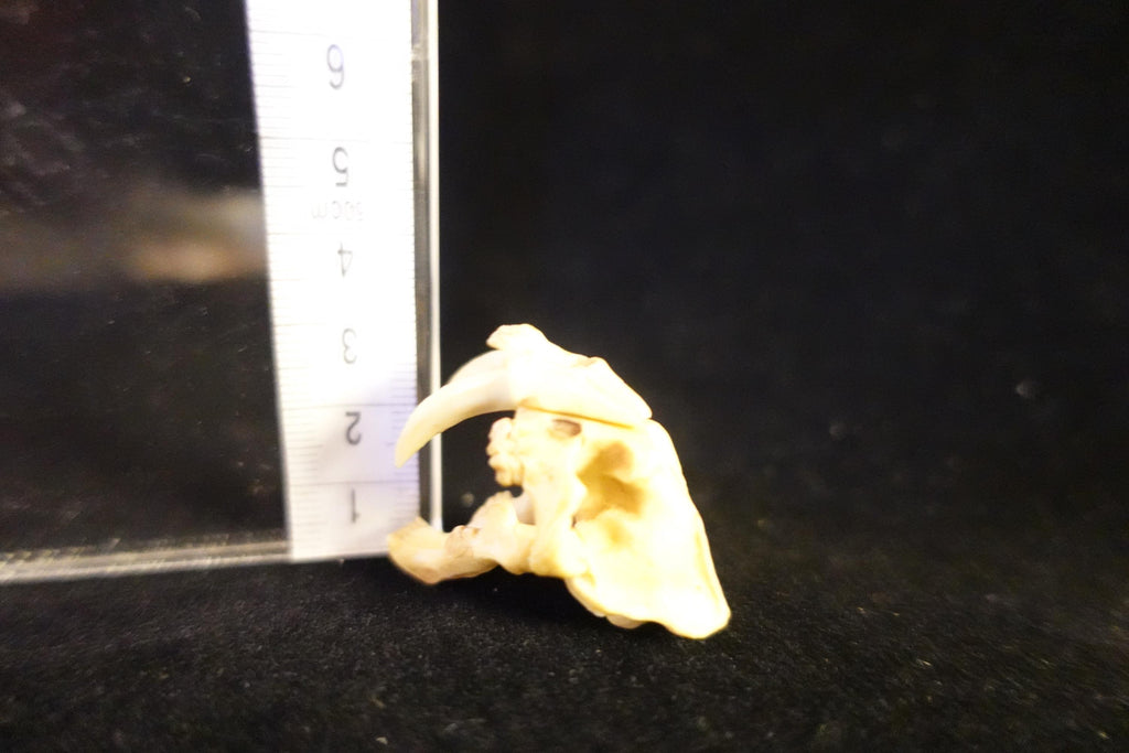 Kaiyodo UHA Dinotales Series 2 Smilodon Skull