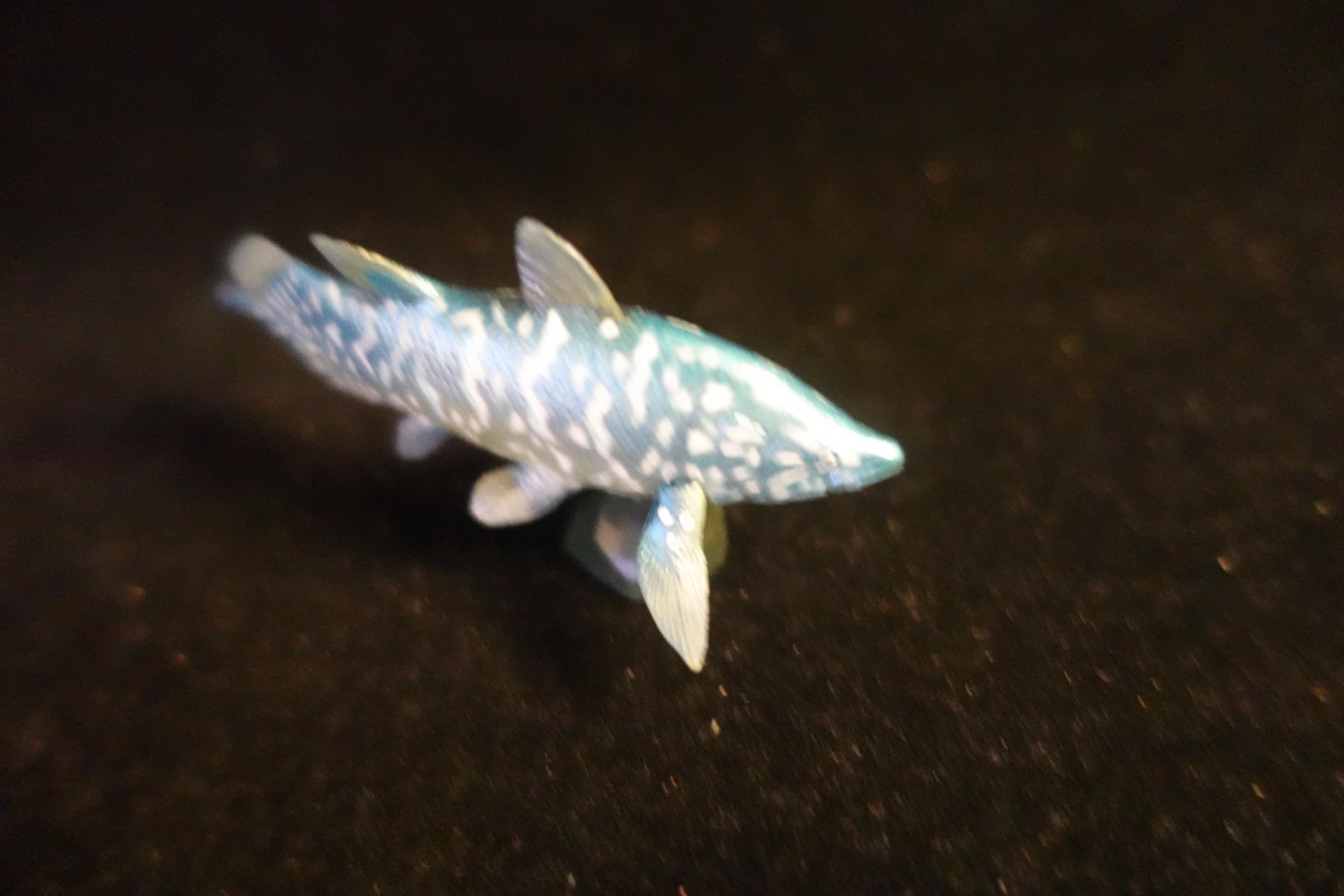 Kaiyodo UHA Dinotales Series 1 Axelrodichthys