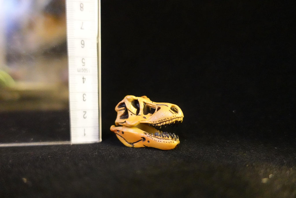 Kaiyodo UHA Dinotales Series 1 Tyrannosaurus Skull