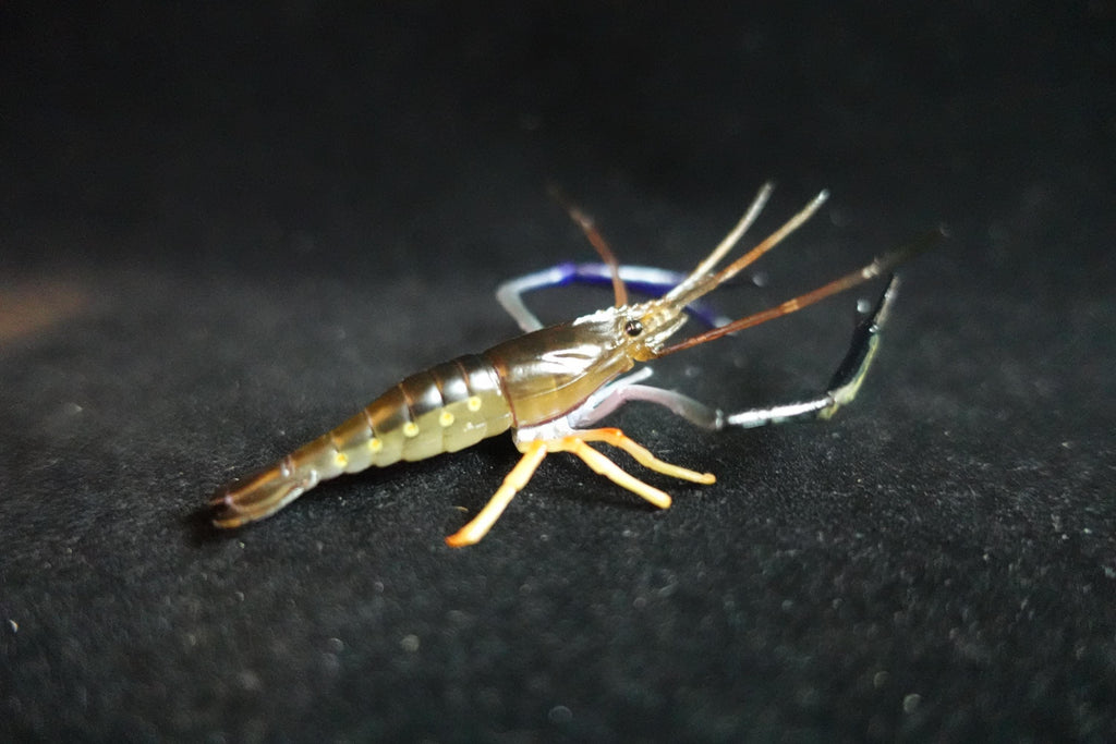 Kaiyodo ChocoQ Animatales Series 10 Congo Prawn