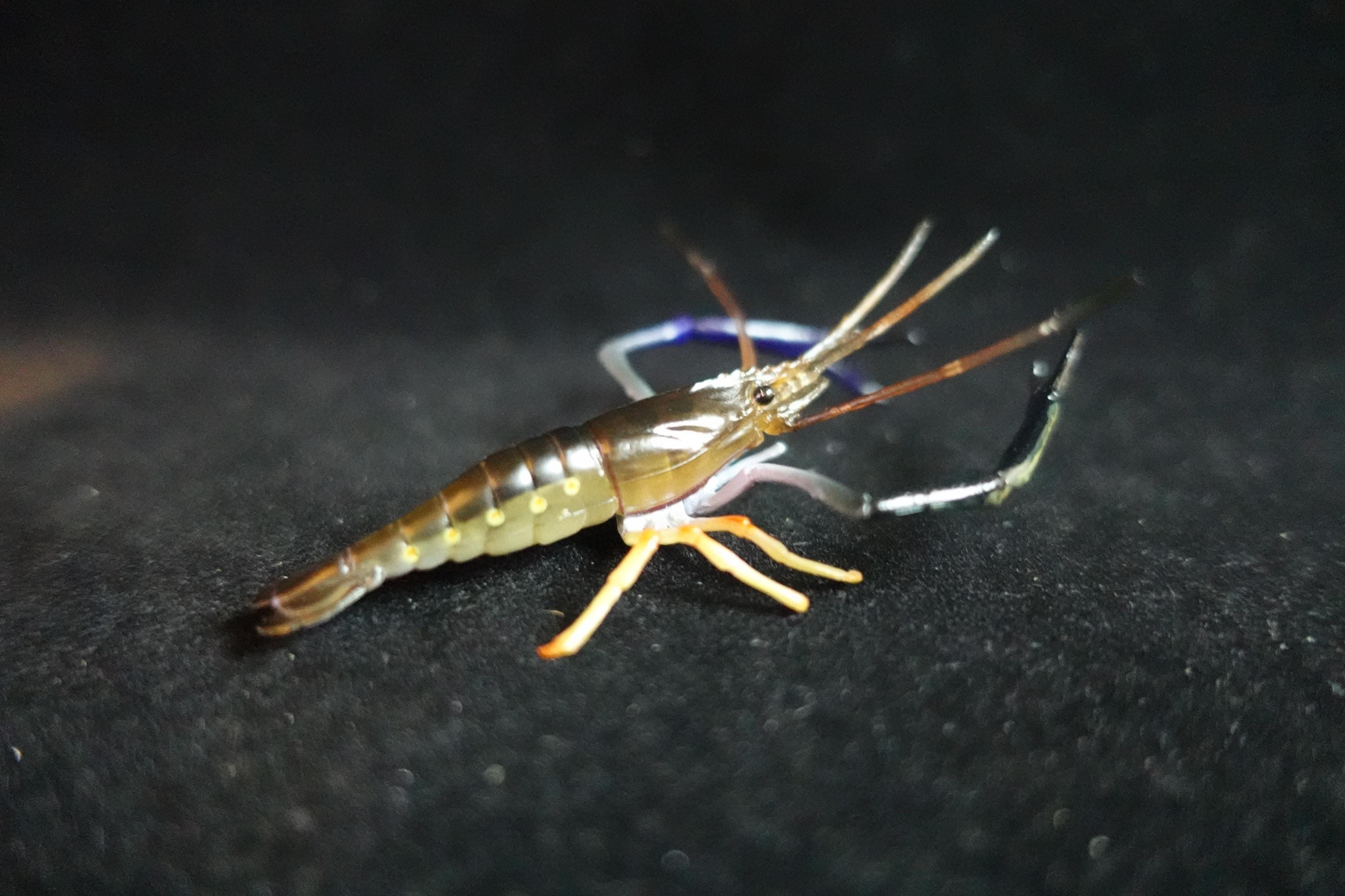 Kaiyodo ChocoQ Animatales Series 10 Congo Prawn