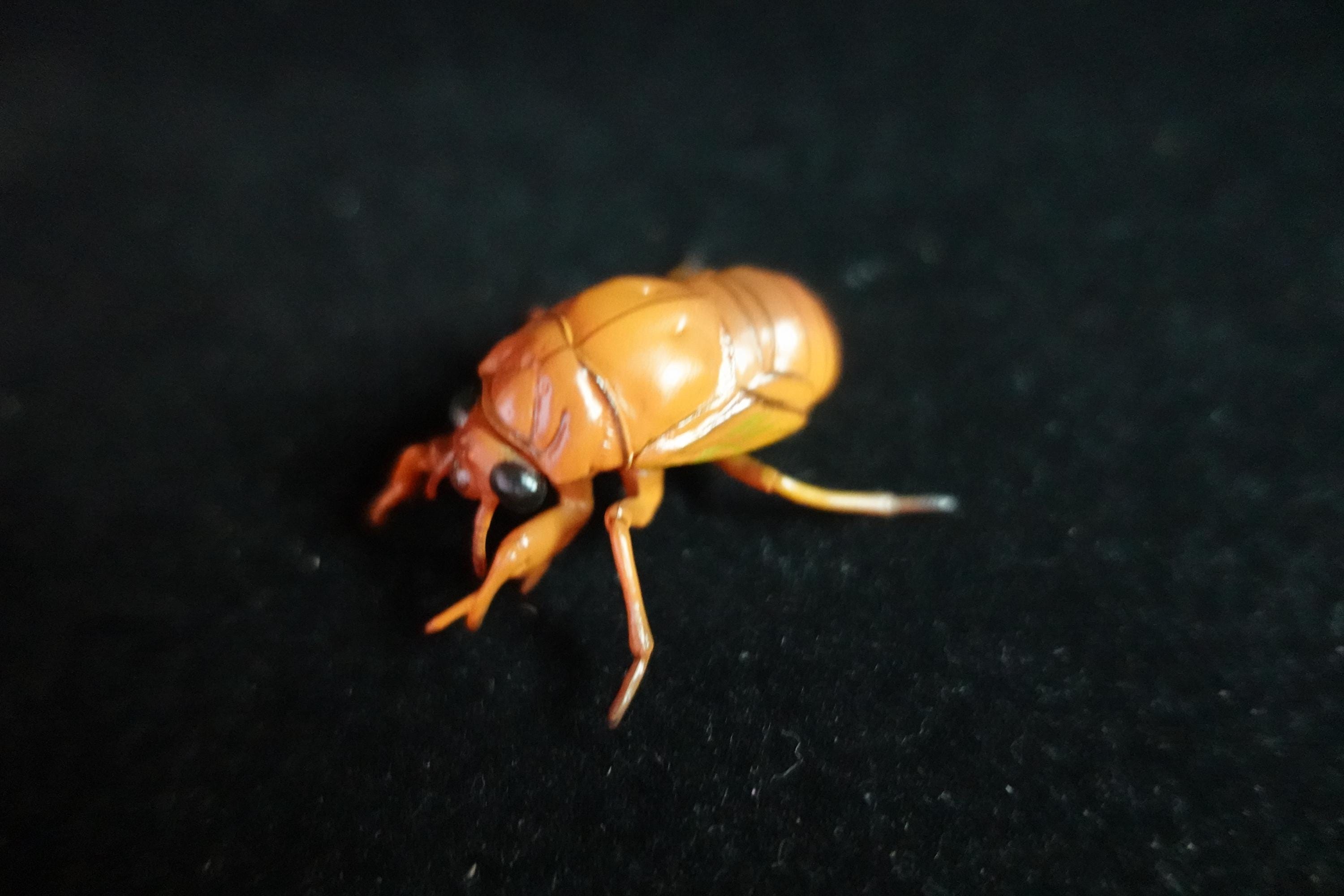 Kaiyodo ChocoQ Animatales Series 10 Cicada Larva (Just before Hatching)