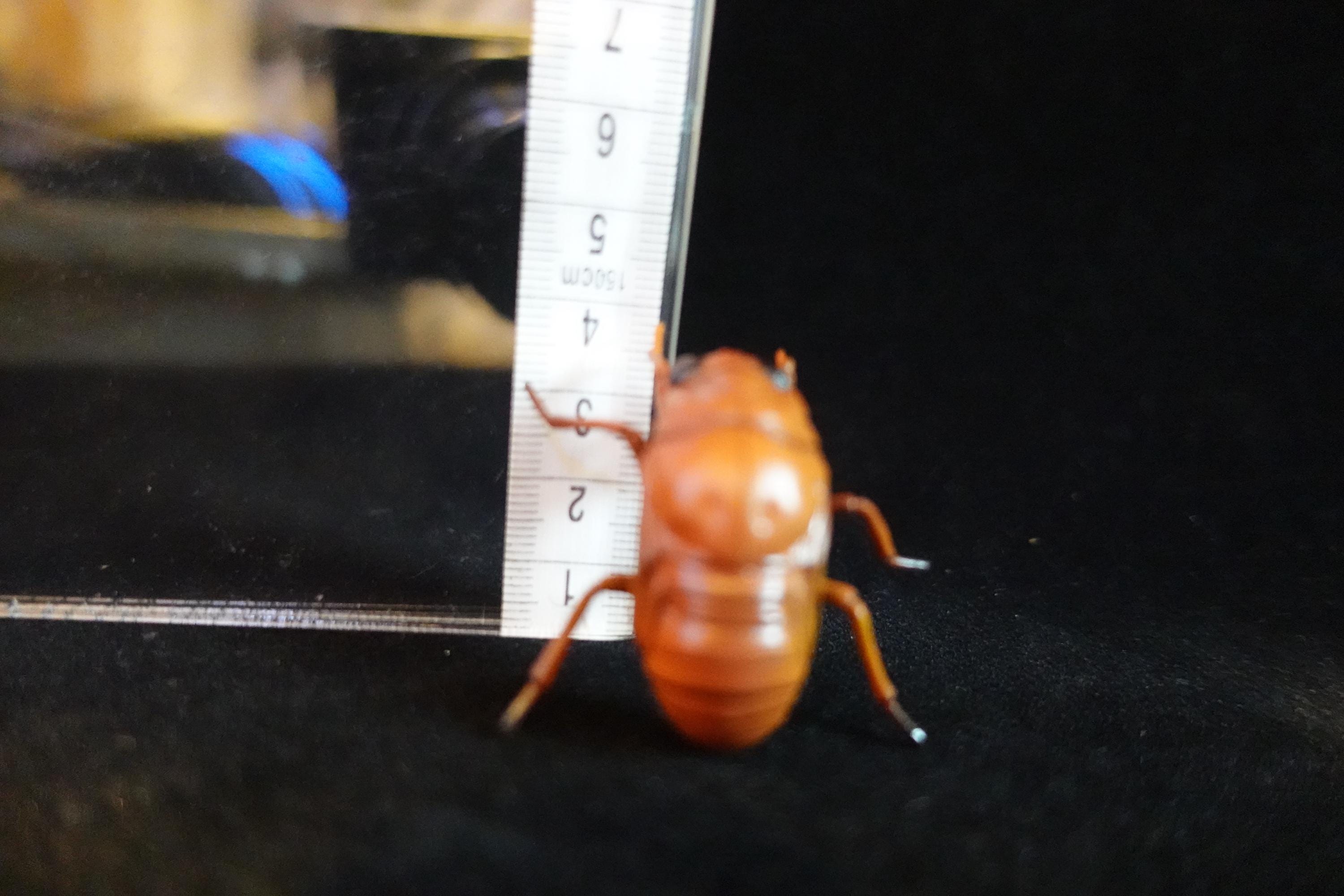 Kaiyodo ChocoQ Animatales Series 10 Cicada Larva (Just before Hatching)