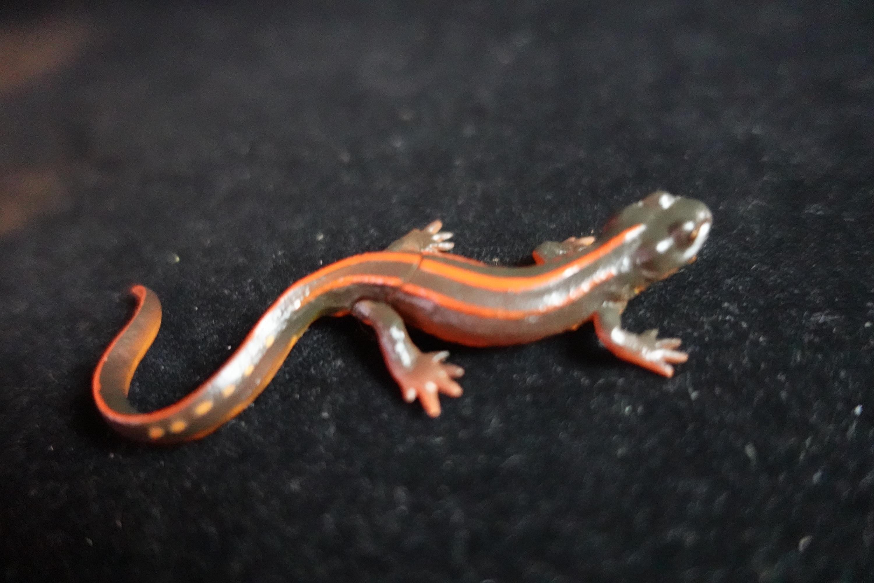 Kaiyodo ChocoQ Animatales Series 10 Okinawan Newt