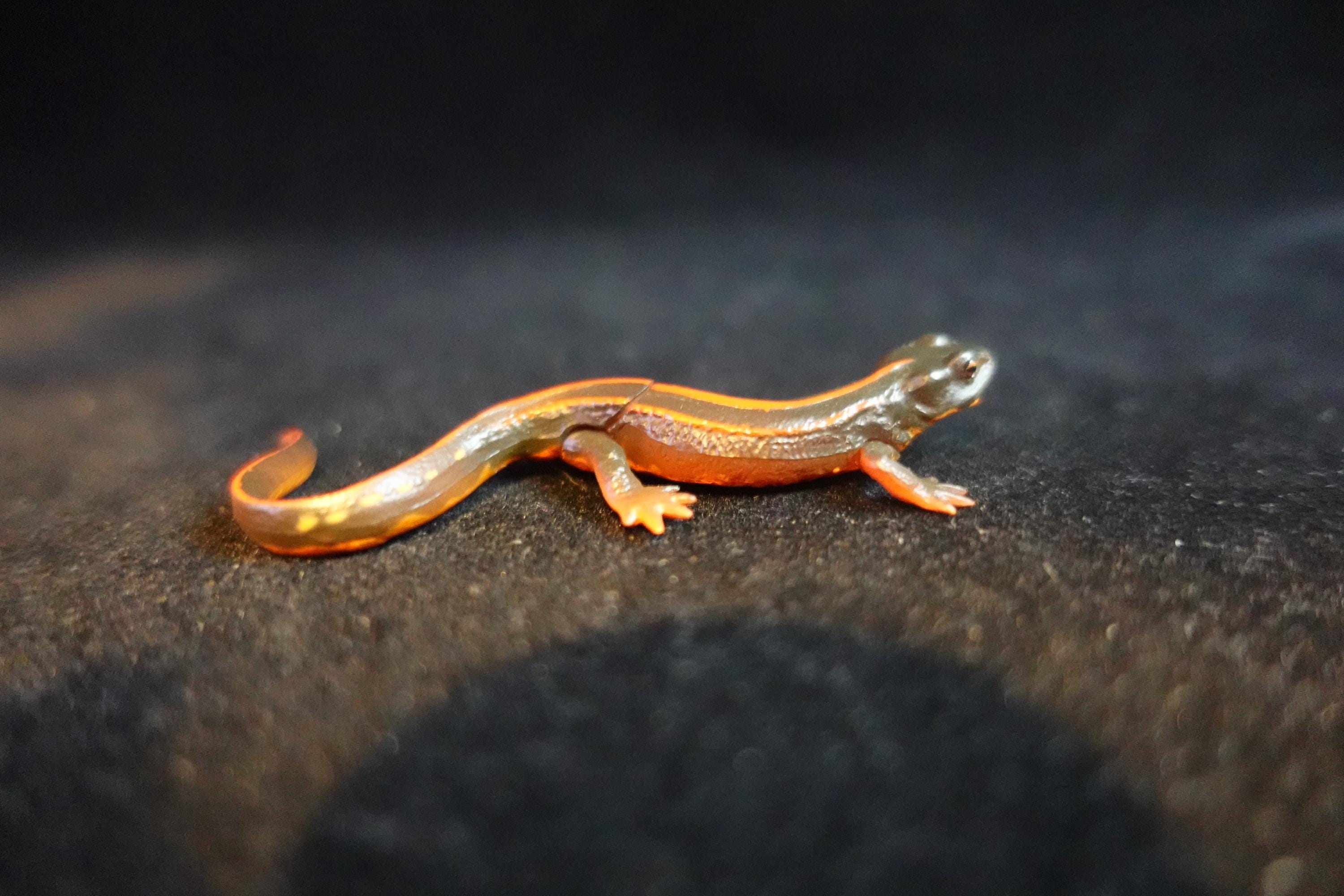 Kaiyodo ChocoQ Animatales Series 10 Okinawan Newt