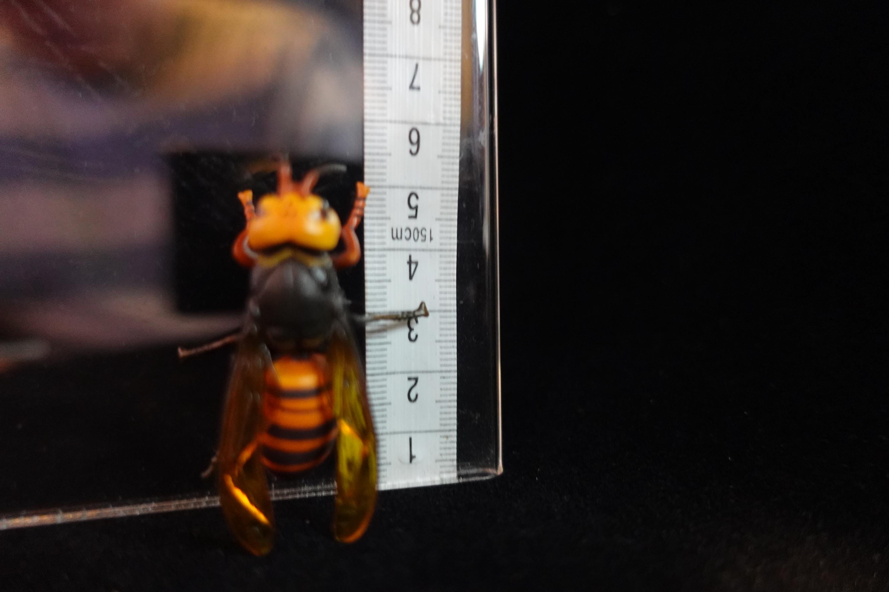Kaiyodo ChocoQ Animatales Series 7 Giant Hornet