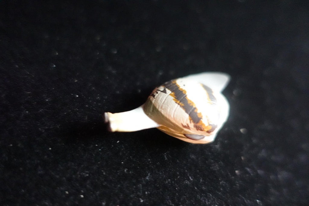 Kaiyodo ChocoQ Animatales Series 7 Clams