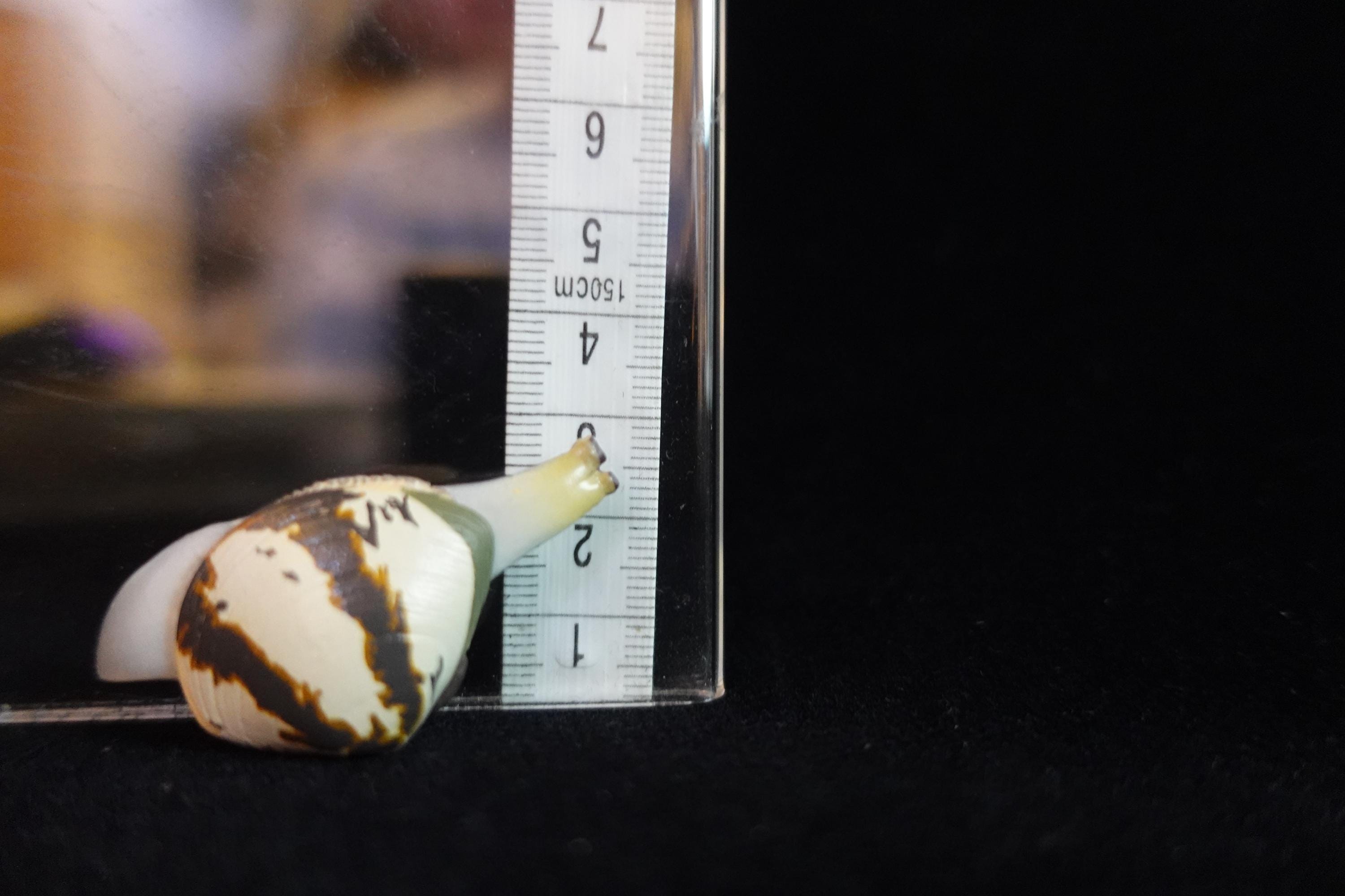 Kaiyodo ChocoQ Animatales Series 7 Clams