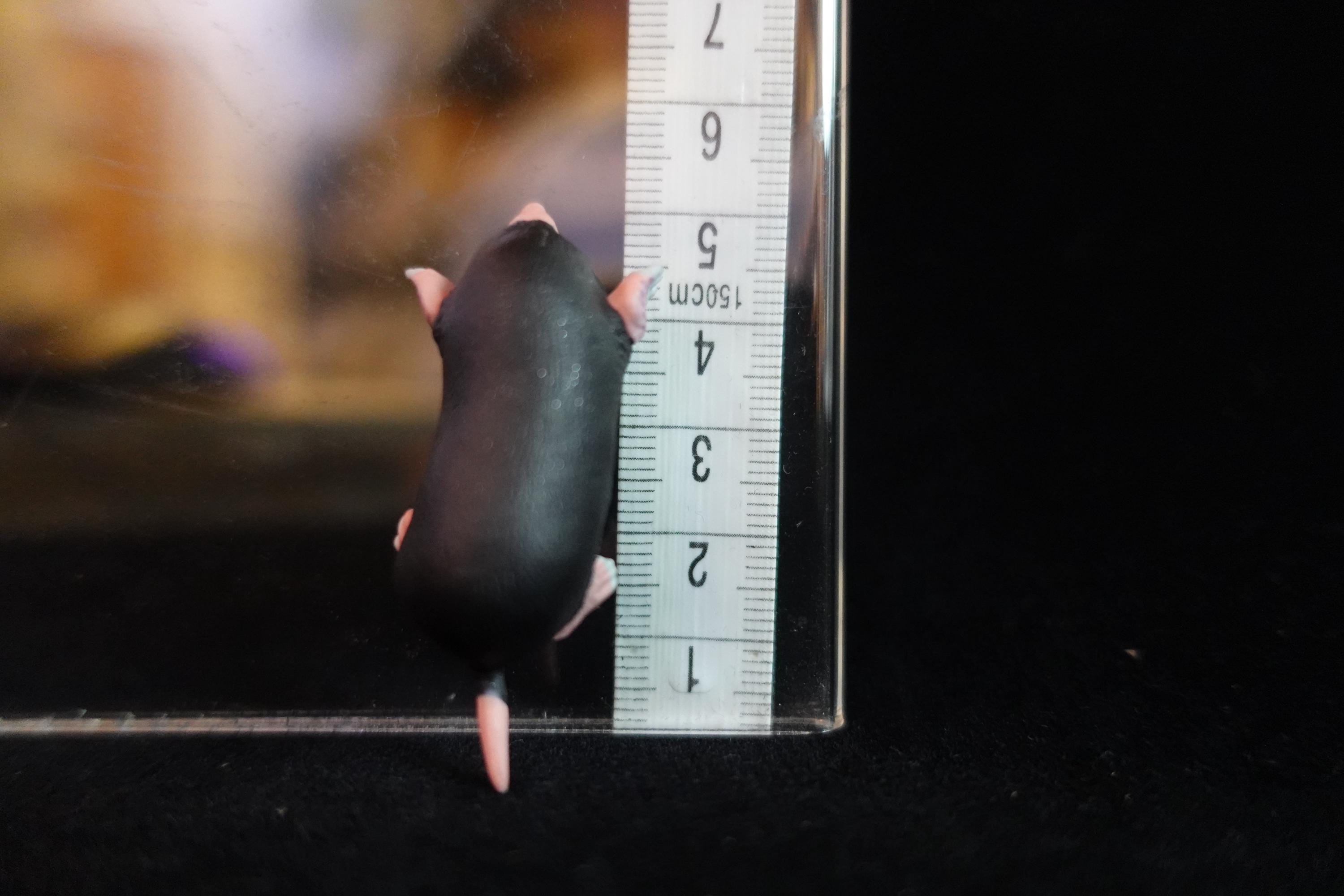 Kaiyodo ChocoQ Animatales Series 7 Mole
