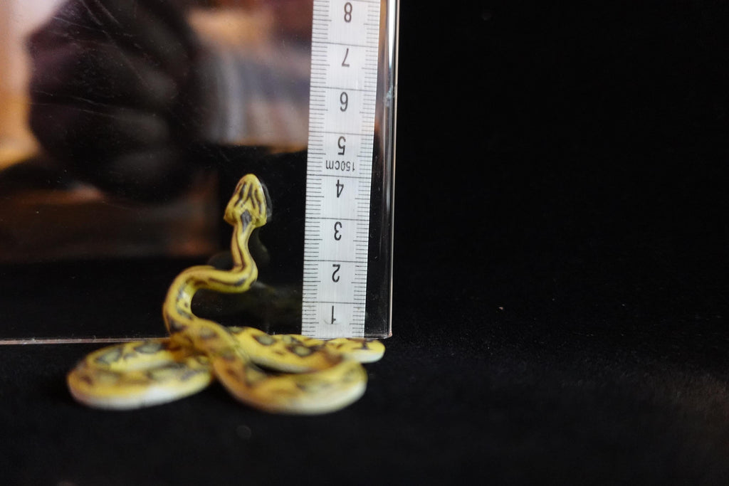 Kaiyodo ChocoQ Animatales Series 7 Spotted Pit Viper Snake