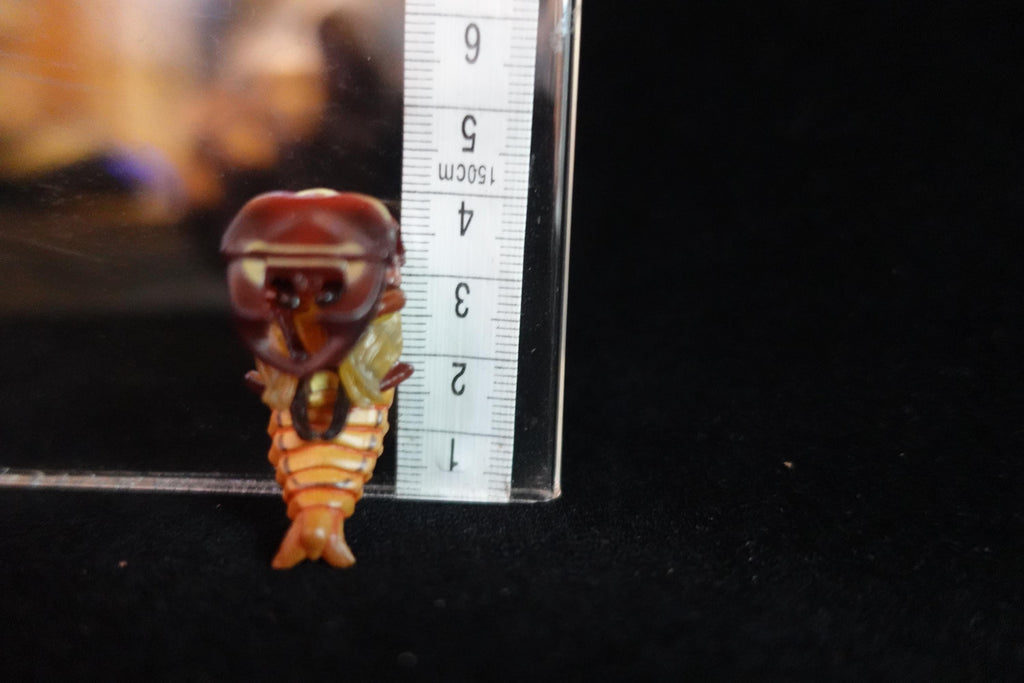 Kaiyodo ChocoQ Animatales Series 7 Secret SP Insect Beetle Pupa Larva C