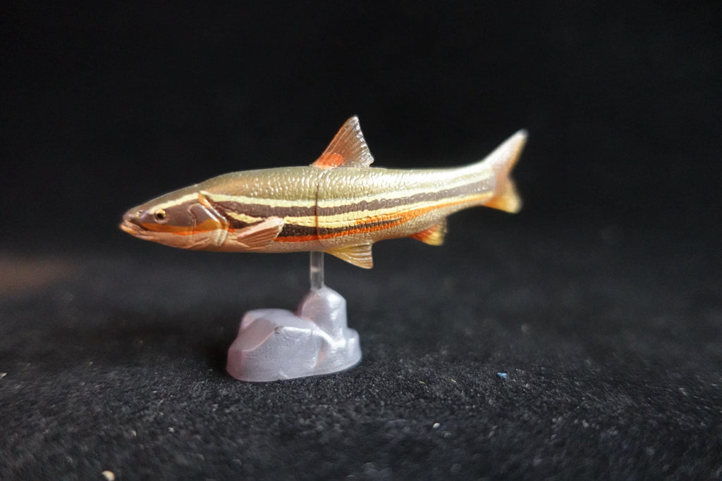 Kaiyodo ChocoQ Animatales Series 7 Masu Trout Fish