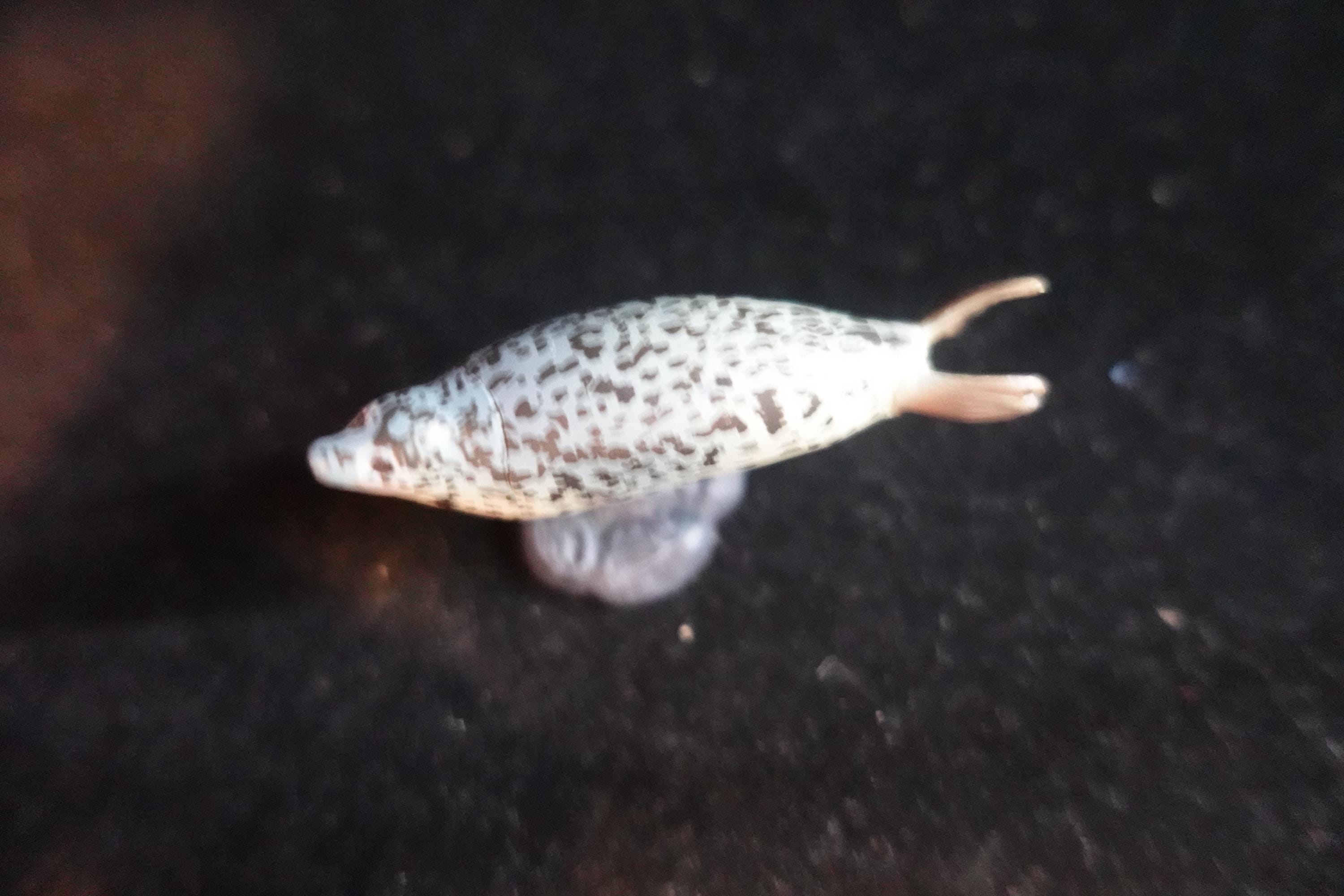 Kaiyodo ChocoQ Animatales Series 7 Spotted Seal Fish