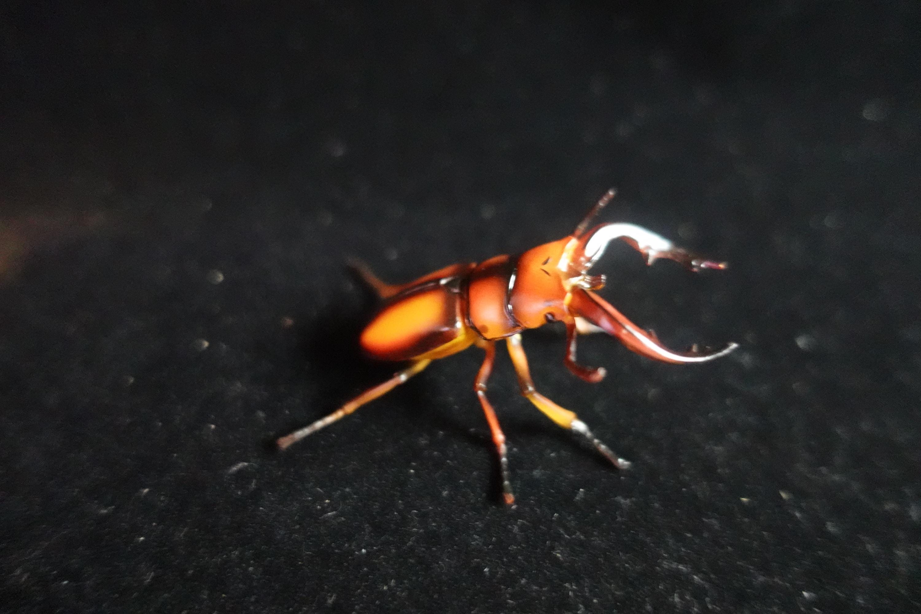Kaiyodo ChocoQ Animatales Series 8  Tokara Stag Beetle B Insect Bug