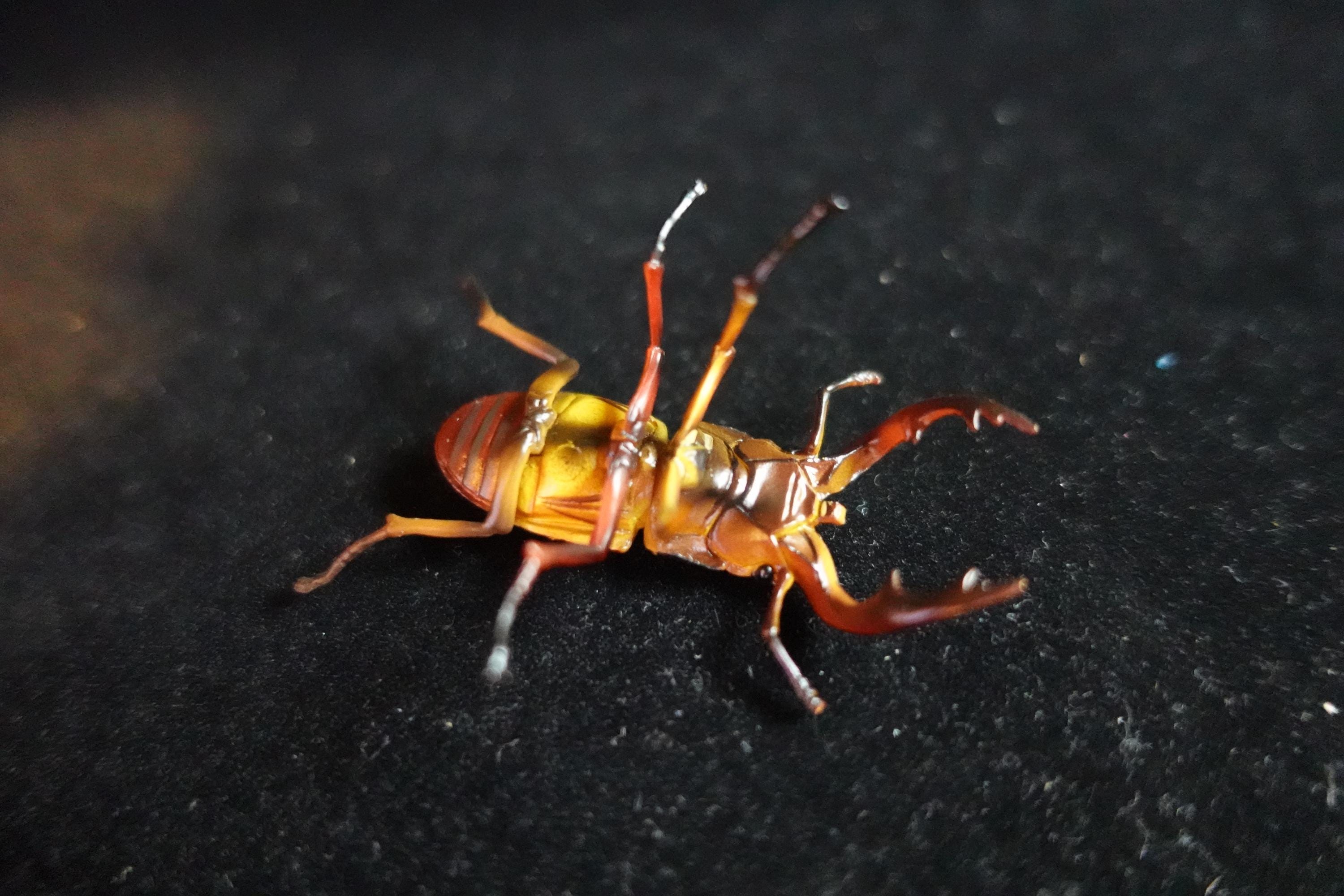 Kaiyodo ChocoQ Animatales Series 8  Tokara Stag Beetle B Insect Bug
