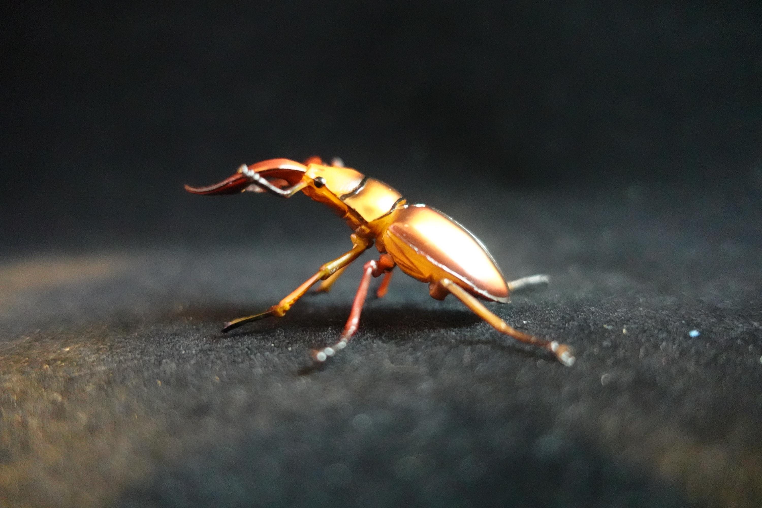 Kaiyodo ChocoQ Animatales Series 8  Tokara Stag Beetle B Insect Bug