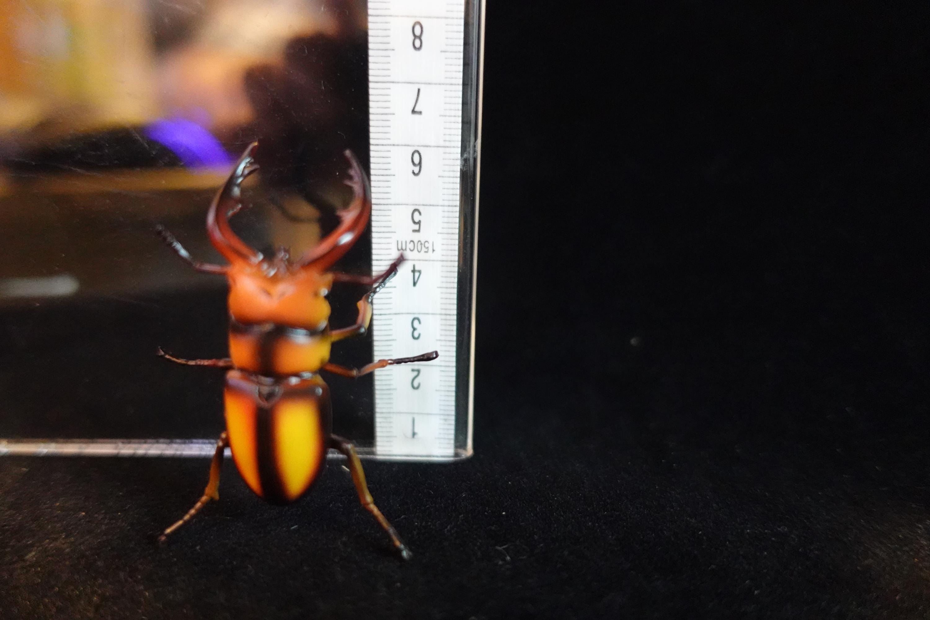 Kaiyodo ChocoQ Animatales Series 8  Tokara Stag Beetle B Insect Bug
