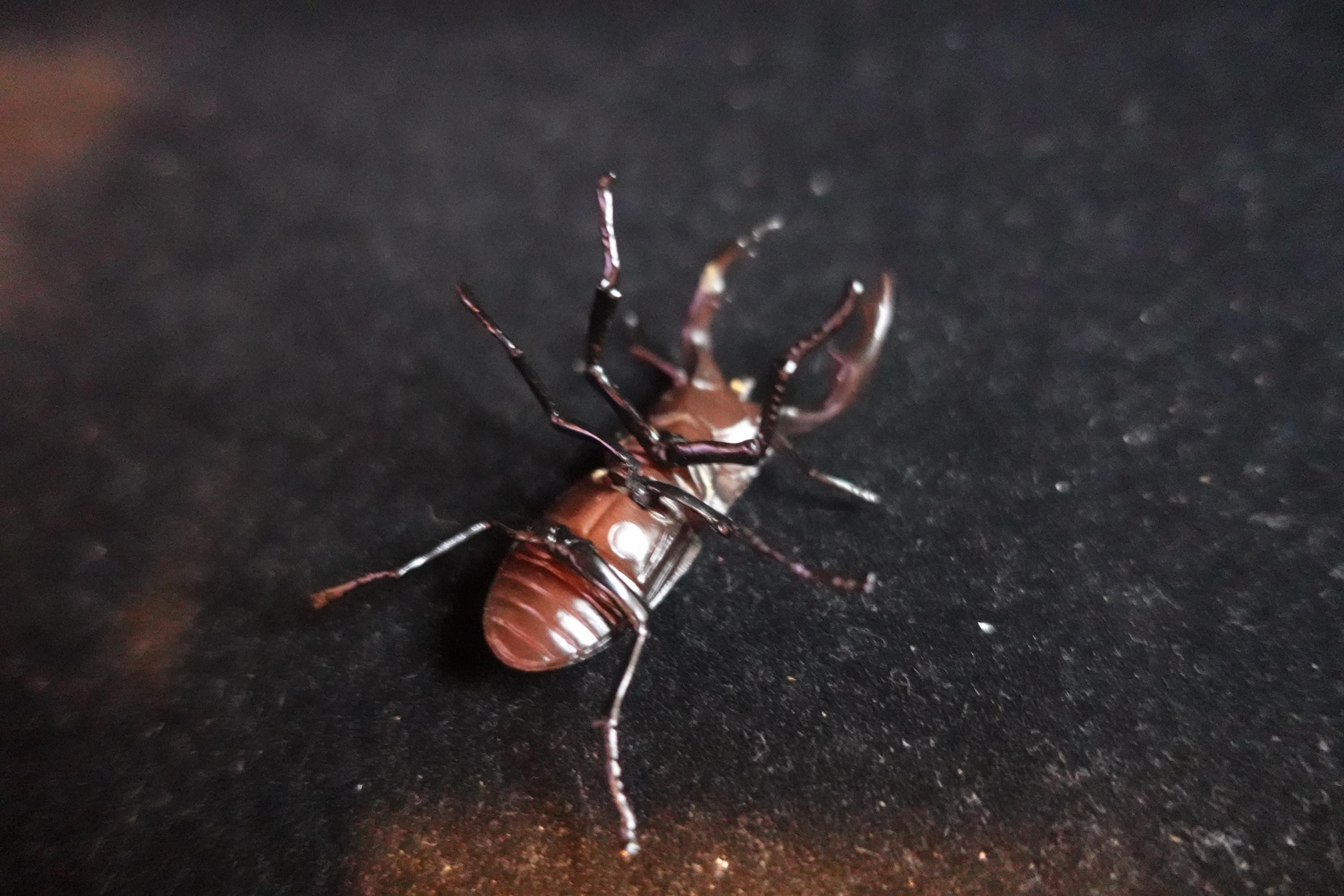 Kaiyodo ChocoQ Animatales Series 8 Tokara stag Beetle A Insect Bug