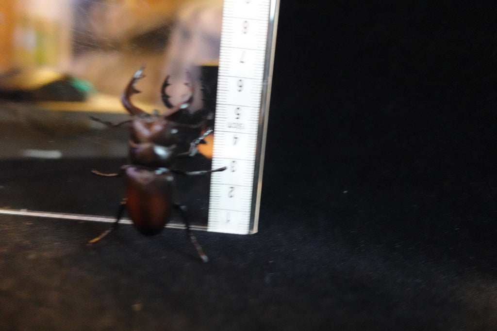 Kaiyodo ChocoQ Animatales Series 8 Tokara stag Beetle A Insect Bug