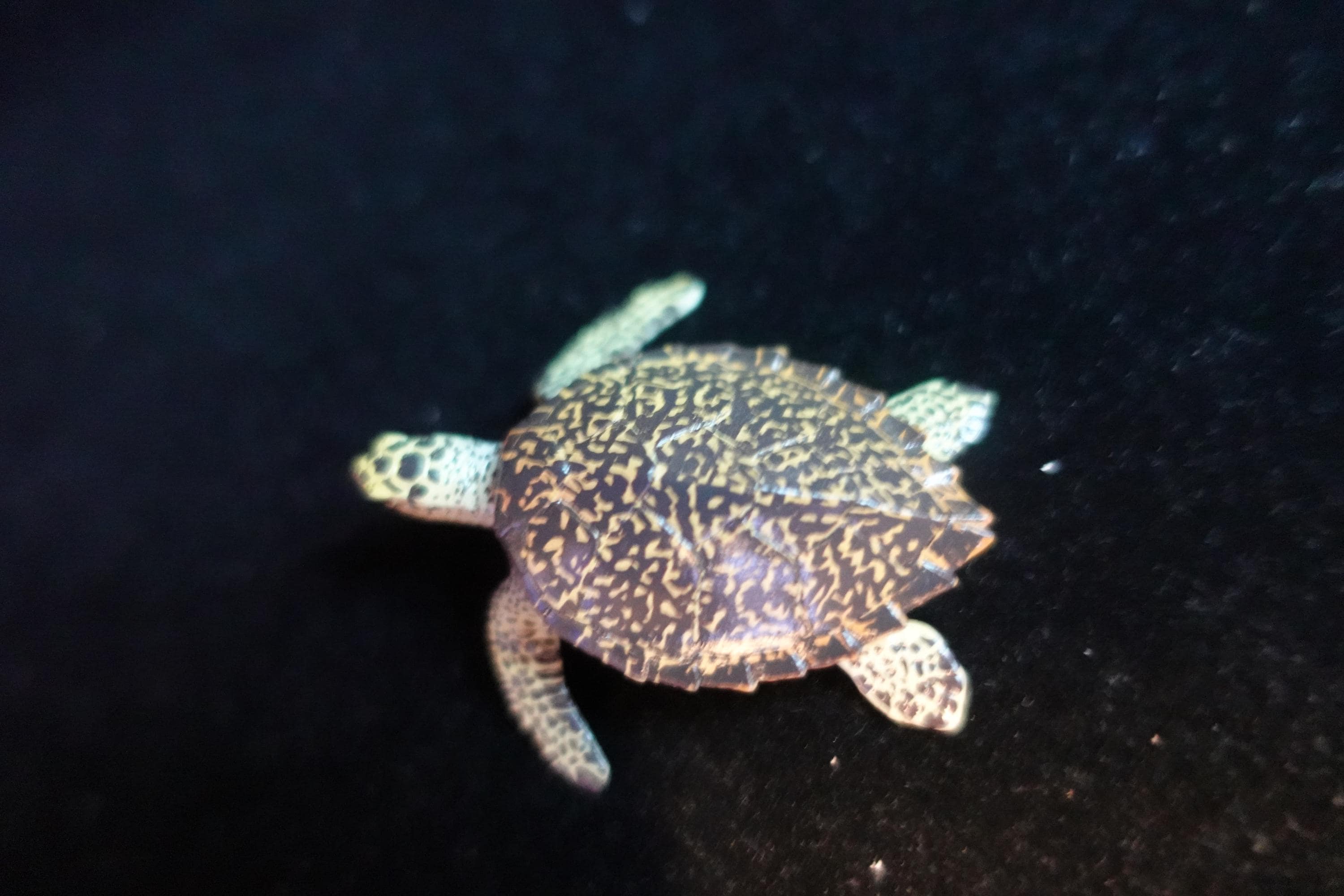 Kaiyodo ChocoQ Animatales Series 8 Hawksbill Turtle