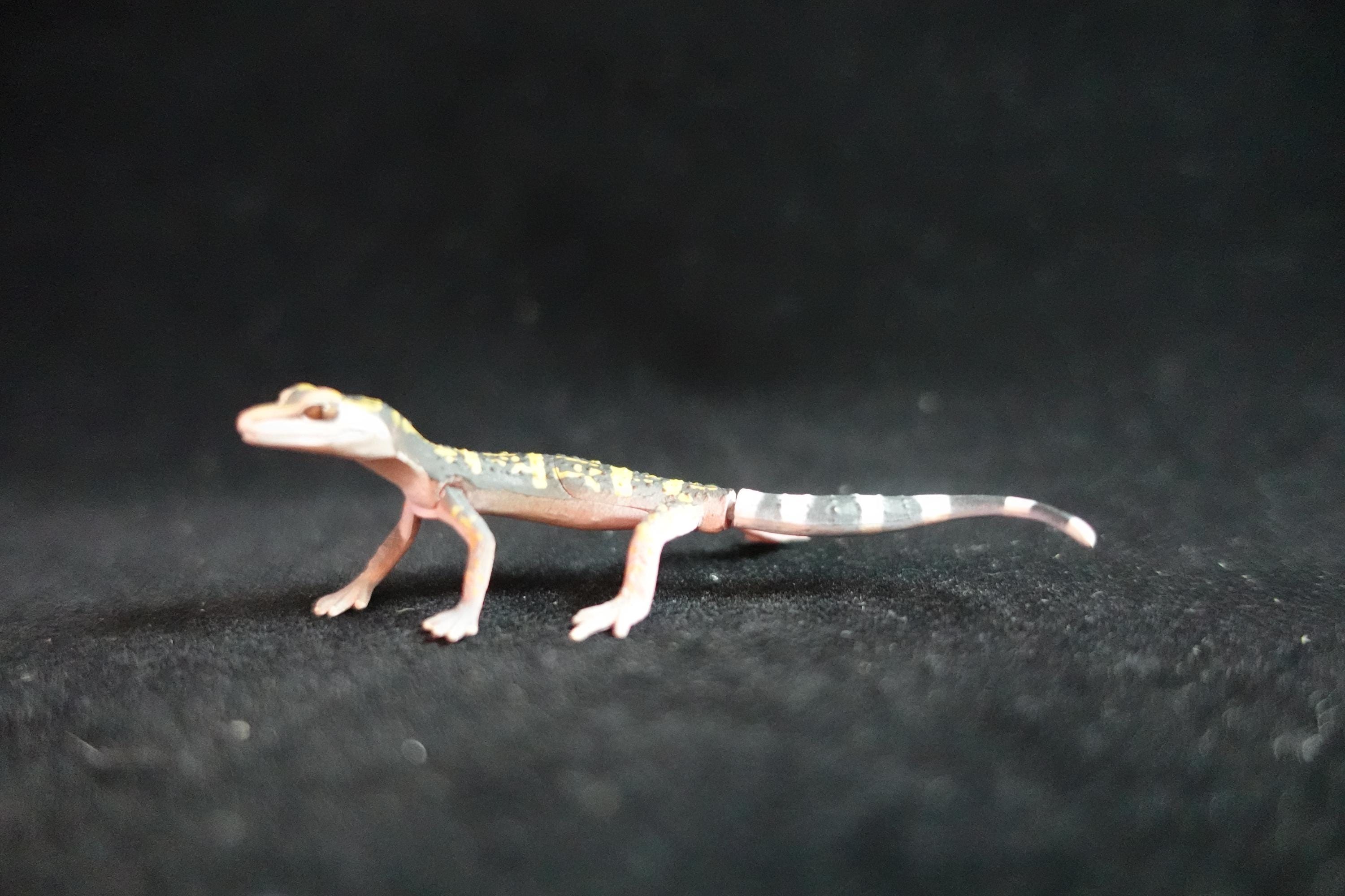 Kaiyodo ChocoQ Animatales Series 8 Spotted Short Tail Gecko Lizard B