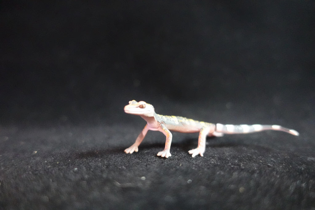 Kaiyodo ChocoQ Animatales Series 8 Spotted Short Tail Gecko Lizard B