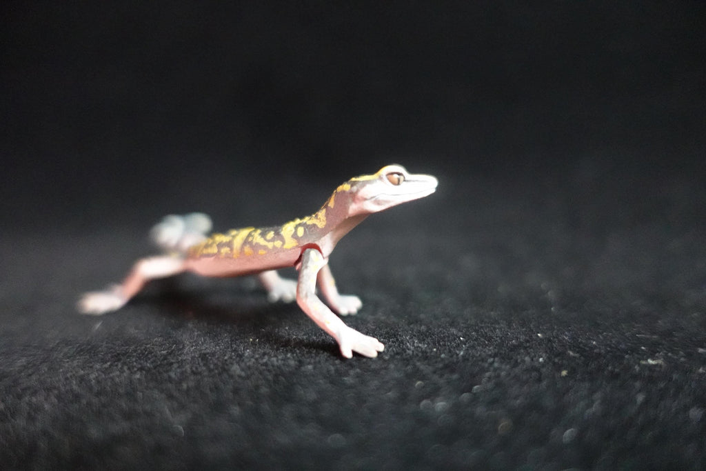 Kaiyodo ChocoQ Animatales Series 8 Spotted Short Tail Gecko Lizard B