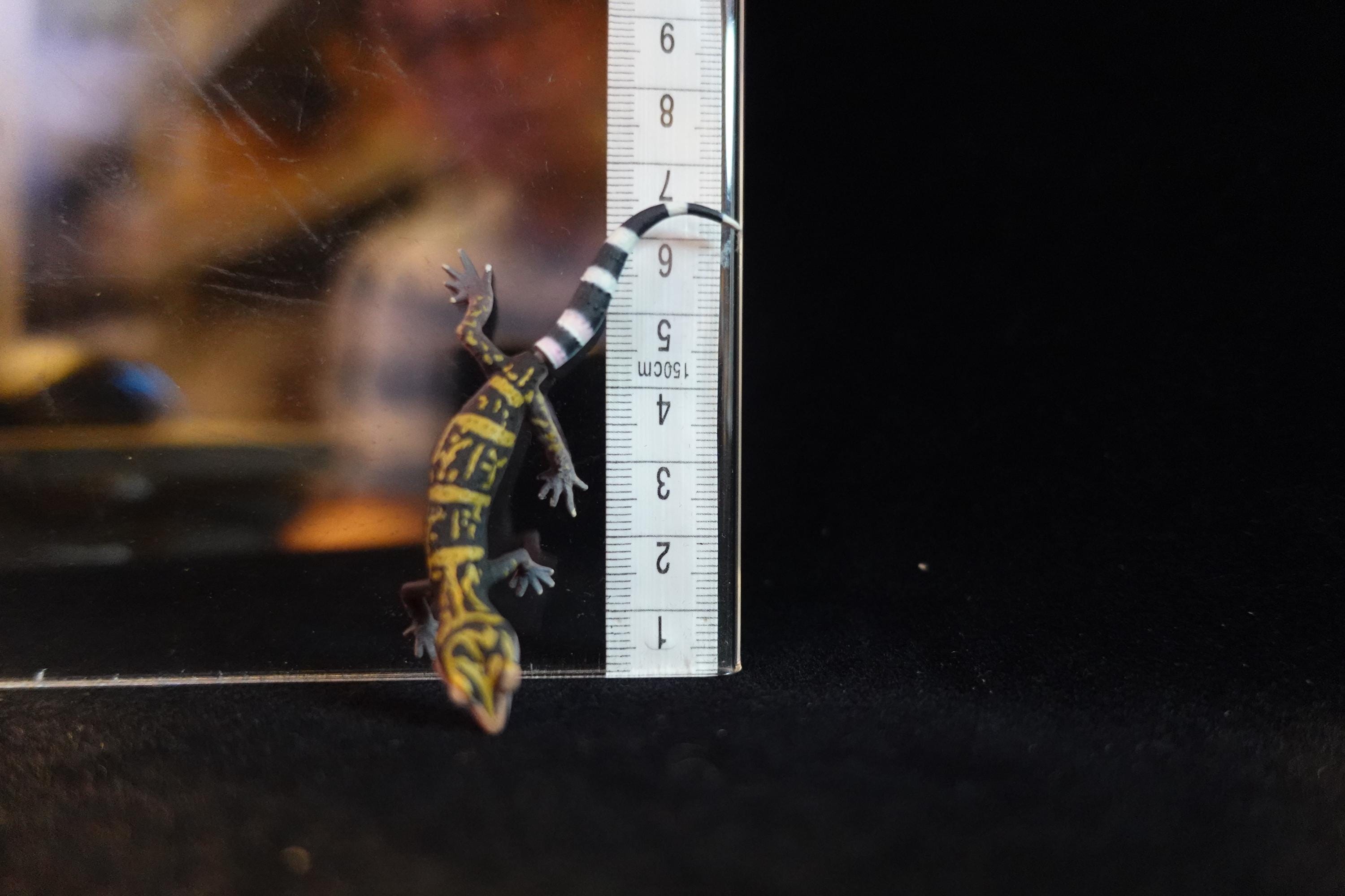 Kaiyodo ChocoQ Animatales Series 8 Spotted Short Tail Gecko Lizard B