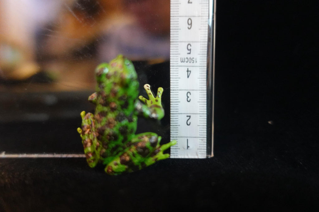 Kaiyodo ChocoQ Animatales Series 8 Ishikawa's Frog