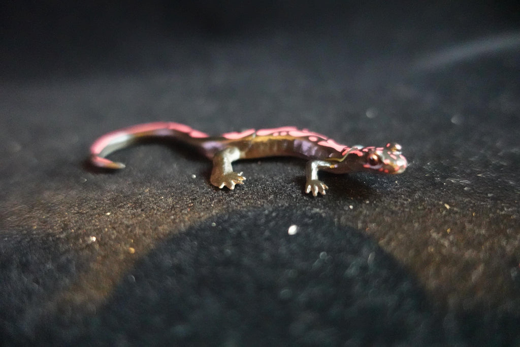 Kaiyodo ChocoQ Animatales Series 8 Japan Hakone Salamander B
