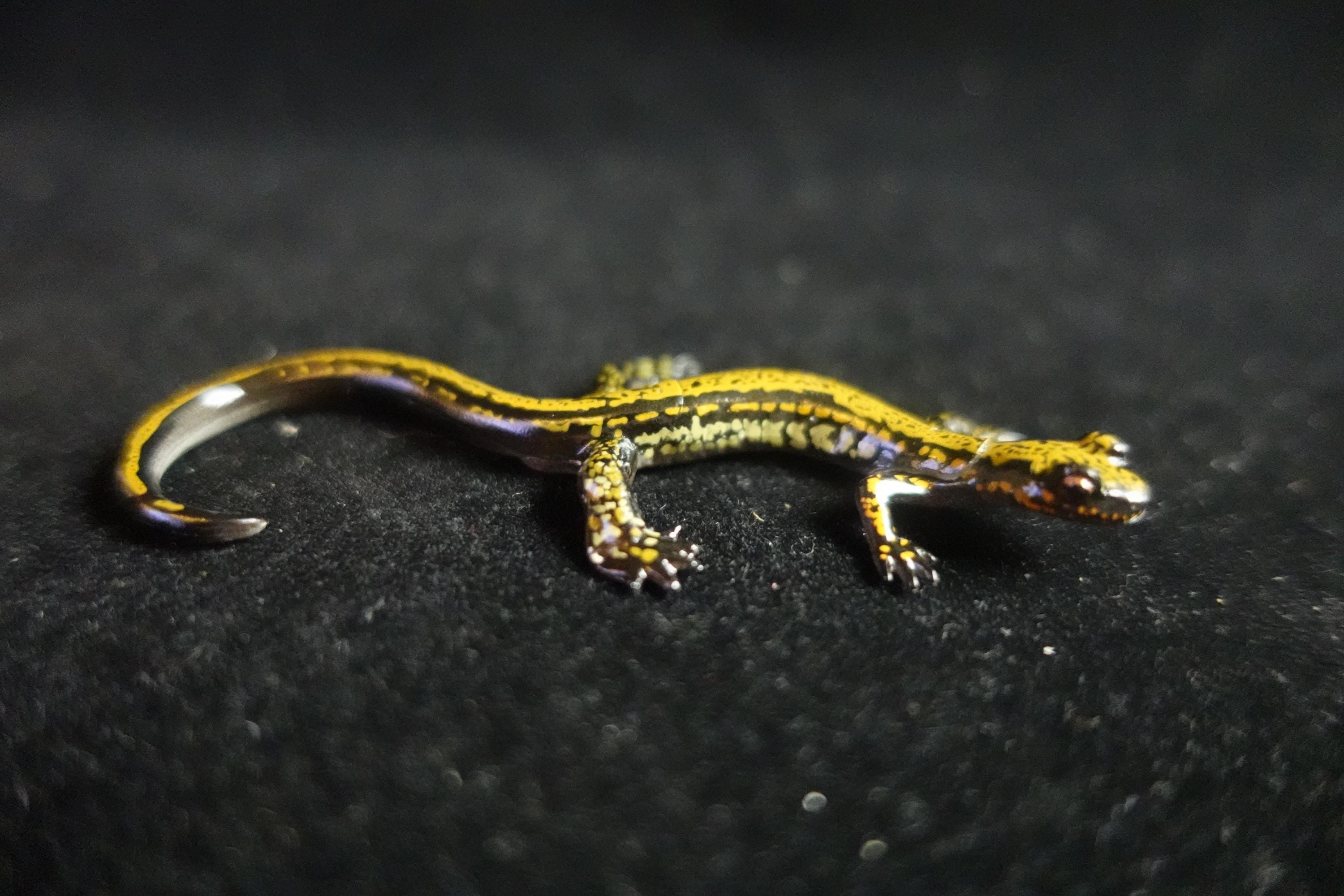 Kaiyodo ChocoQ Animatales Series 8 Japan Hakone Salamander A