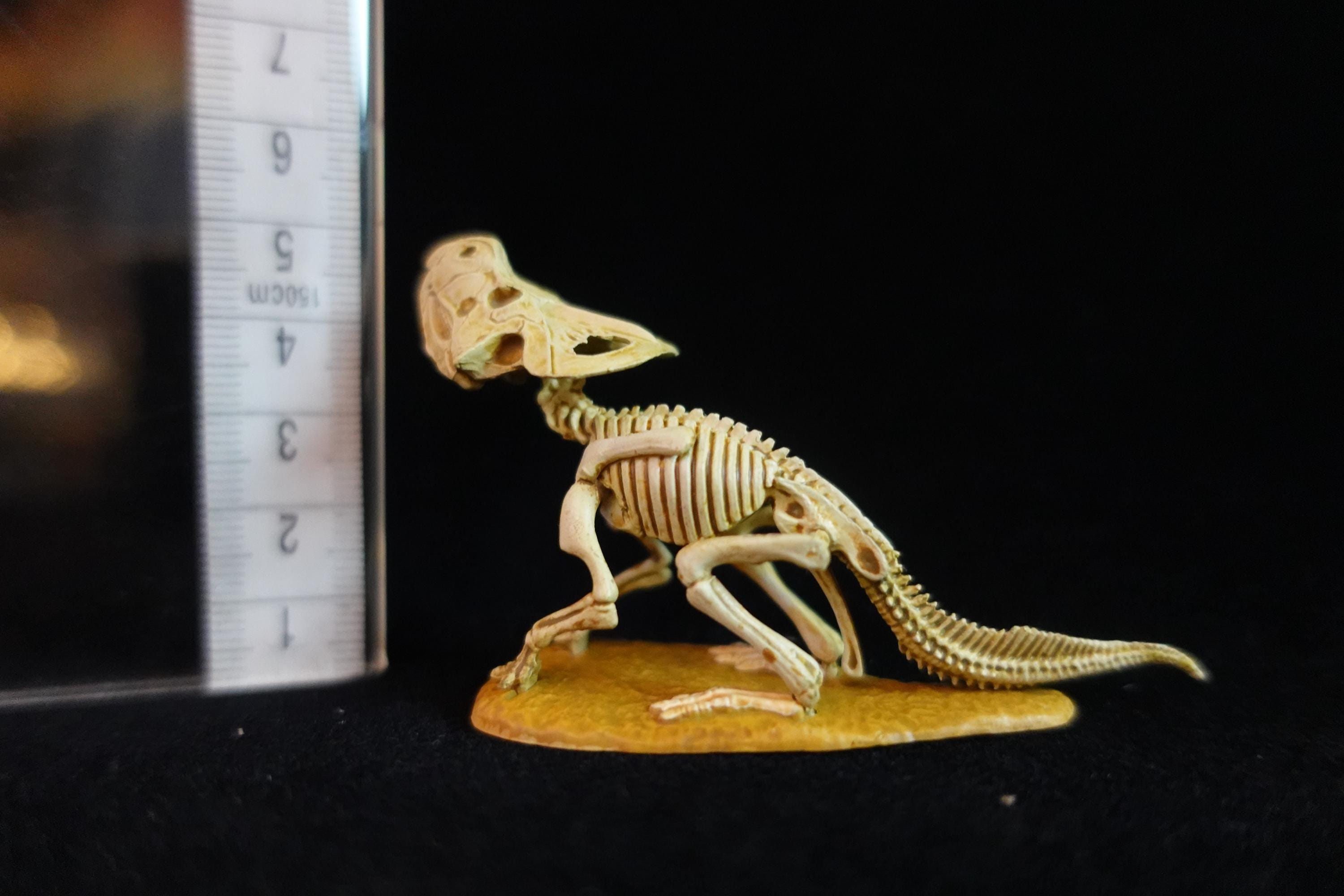 Kaiyodo Dinotales 6 Lawson Edition Limited Protoceratops Skeleton A
