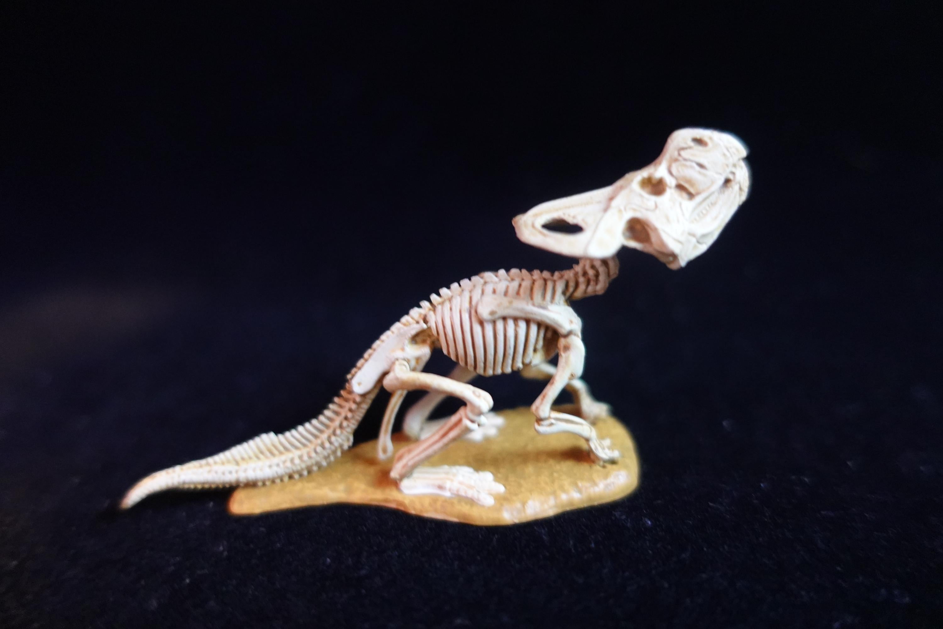 Kaiyodo Dinotales 6 Lawson Edition Limited Protoceratops Skeleton A