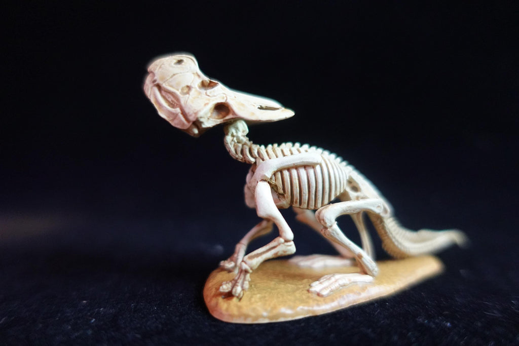 Kaiyodo Dinotales 6 Lawson Edition Limited Protoceratops Skeleton A