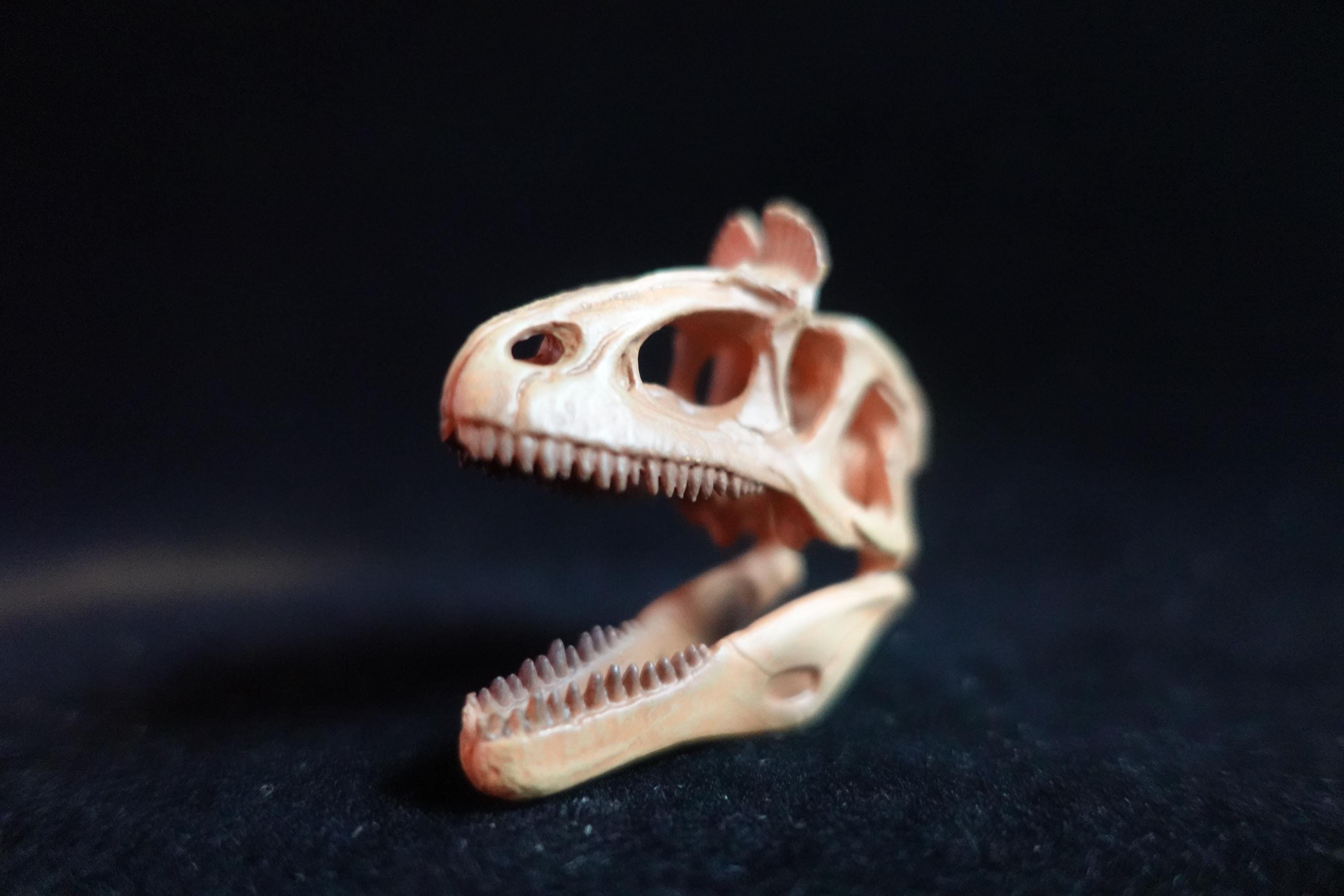 Kaiyodo Dinotales 6 Lawson Edition Limited Cryorophosaurus A