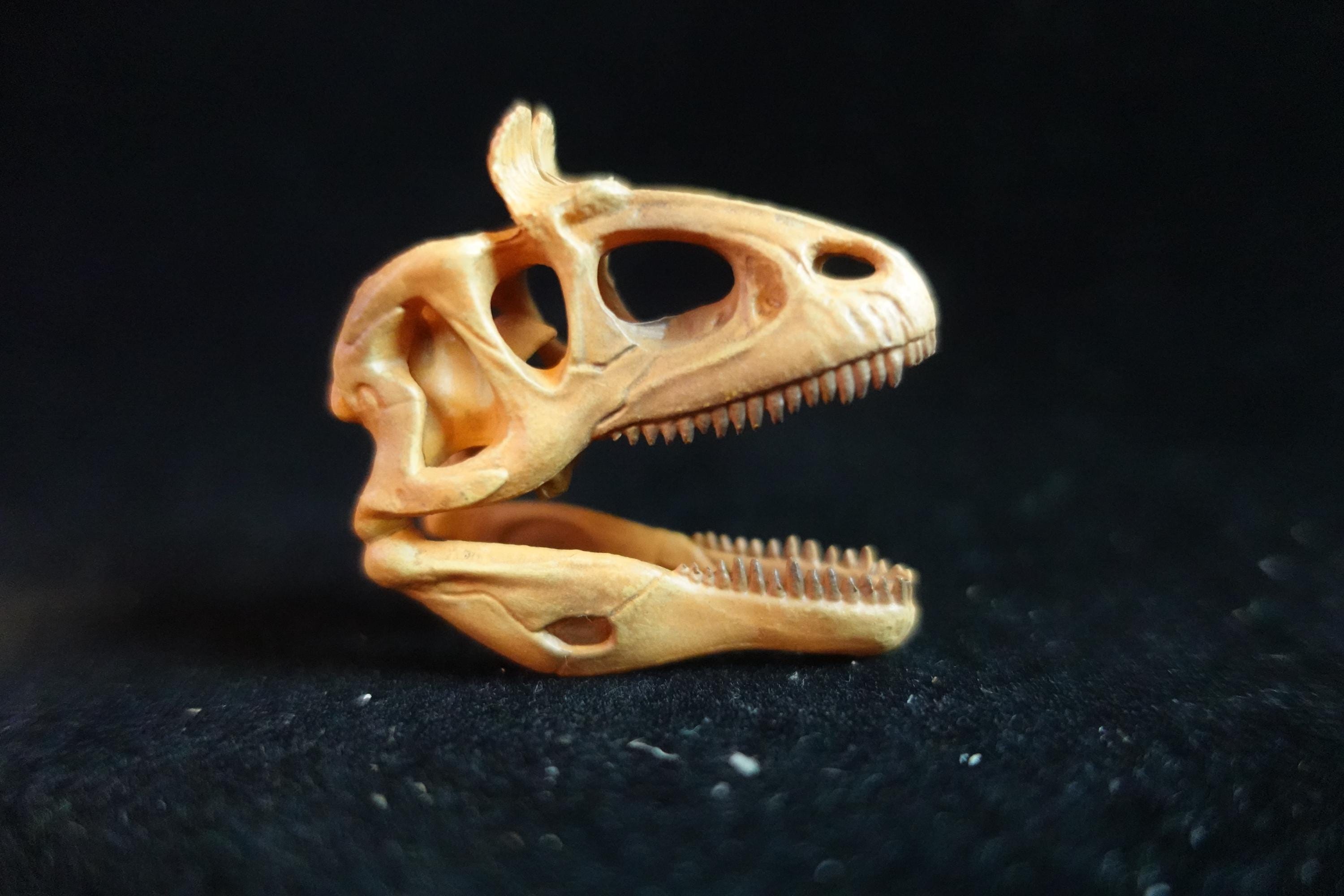 Kaiyodo Dinotales 6 Lawson Edition Limited Cryorophosaurus A
