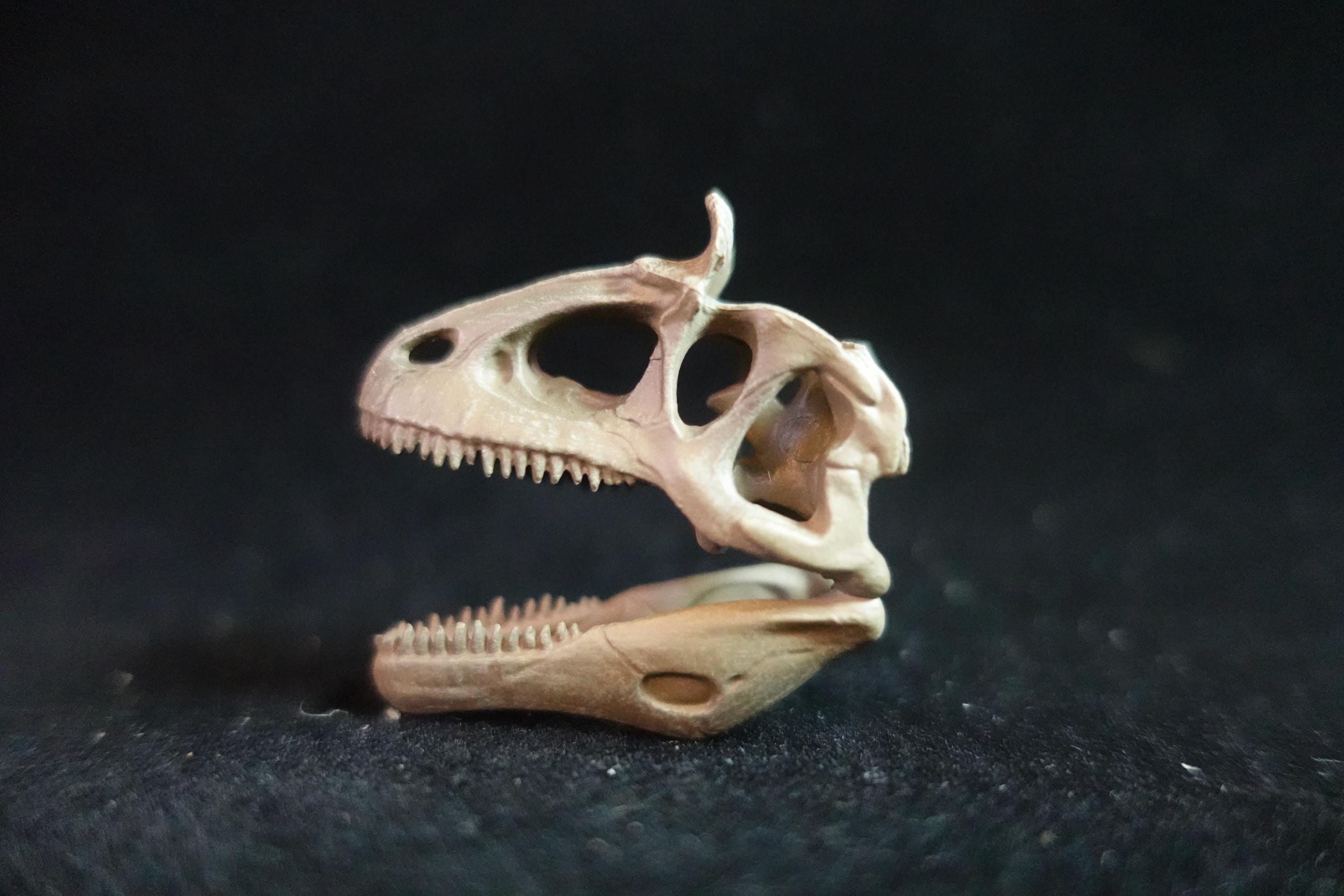 Kaiyodo Dinotales 6 Lawson Edition Limited Cryorophosaurus B