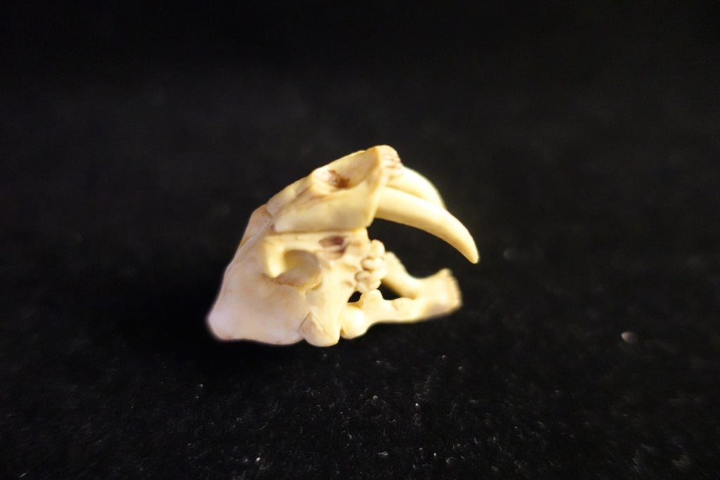 Kaiyodo UHA Dinotales Series 2 Smilodon Skull