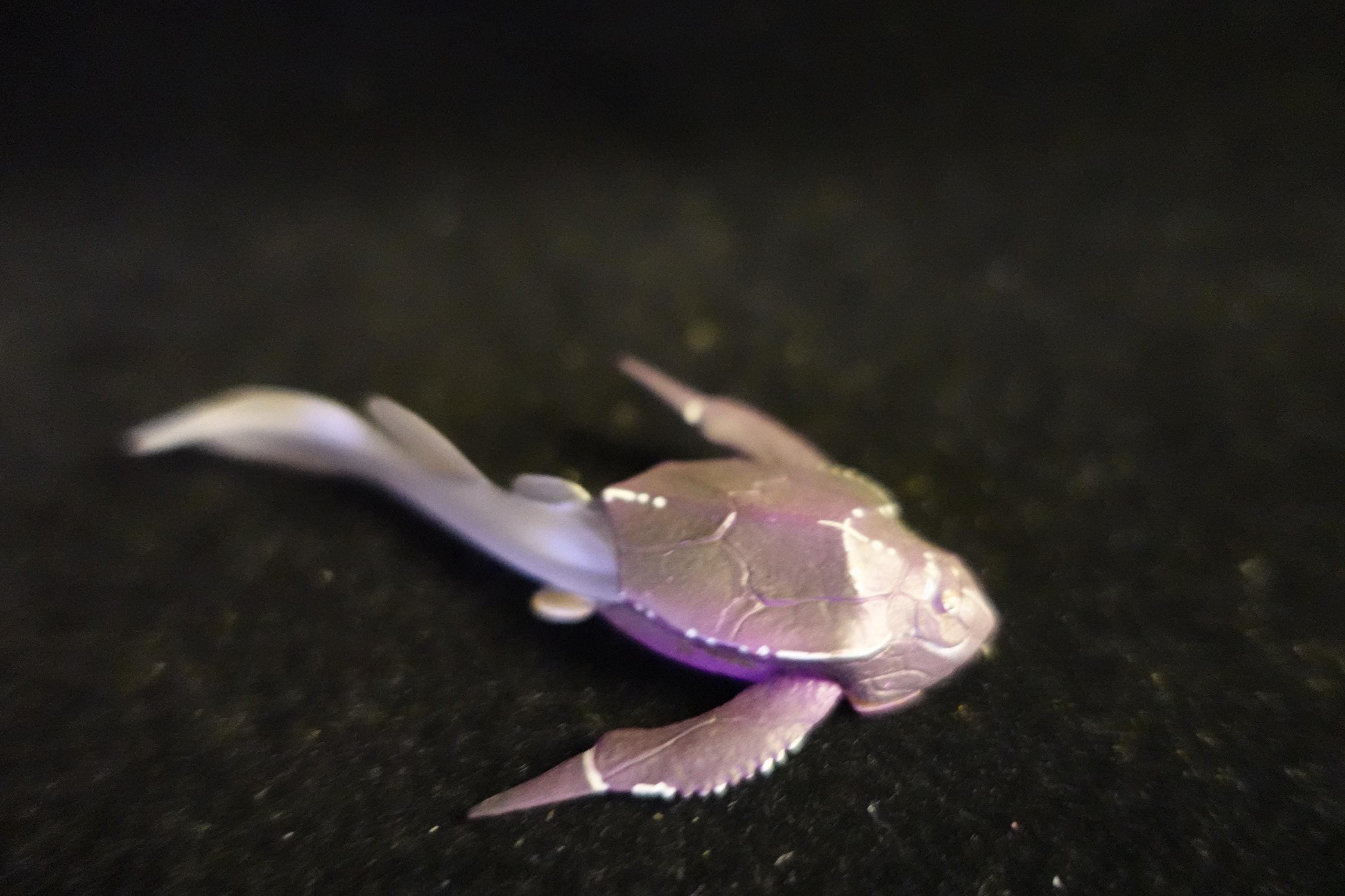 Kaiyodo UHA Dinotales Series 1 Bothriolepis